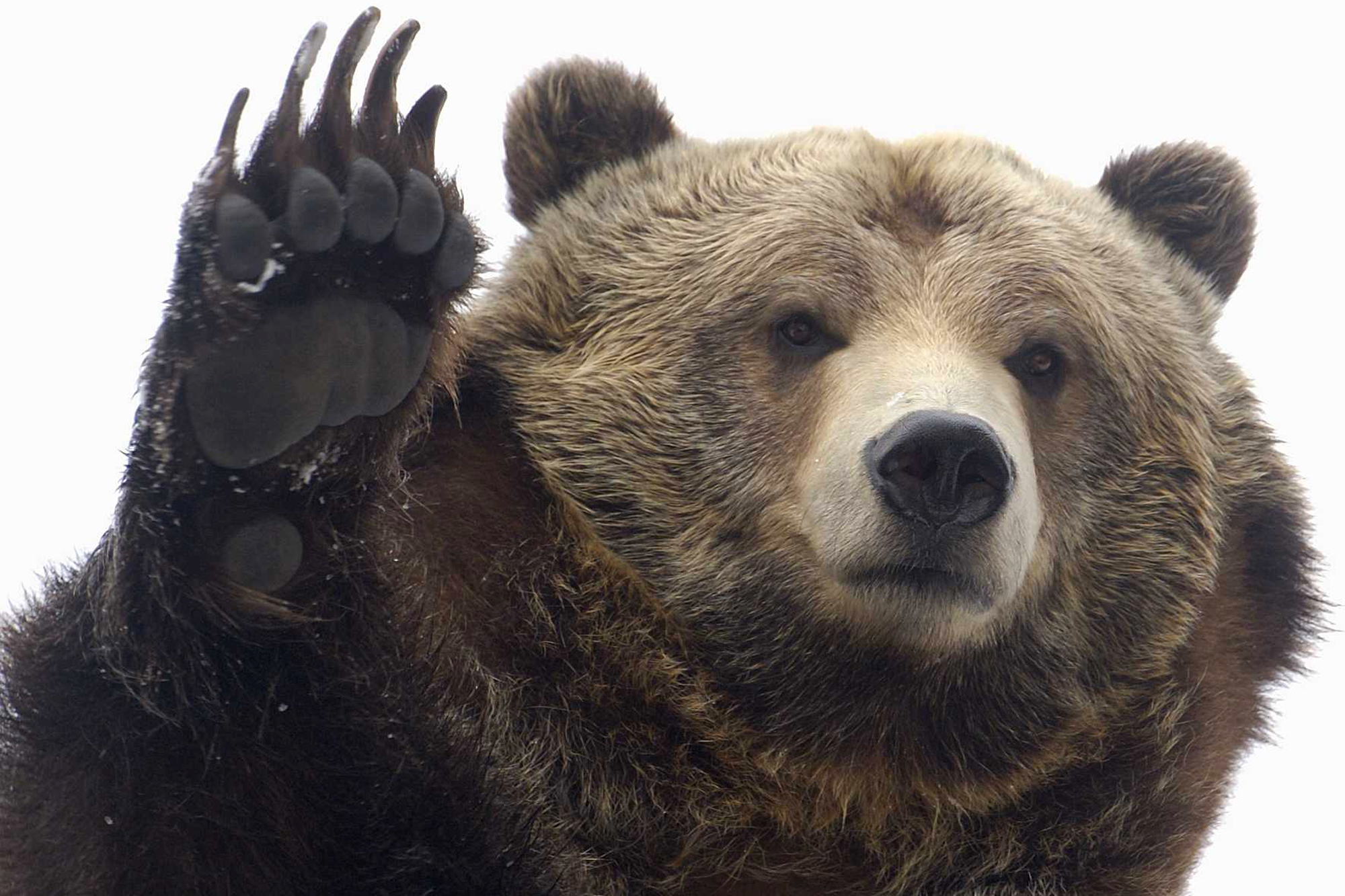 Grizzly Bear Wallpaper Desktop For Laptop Wallpaper - Grizzly Bear - HD Wallpaper 