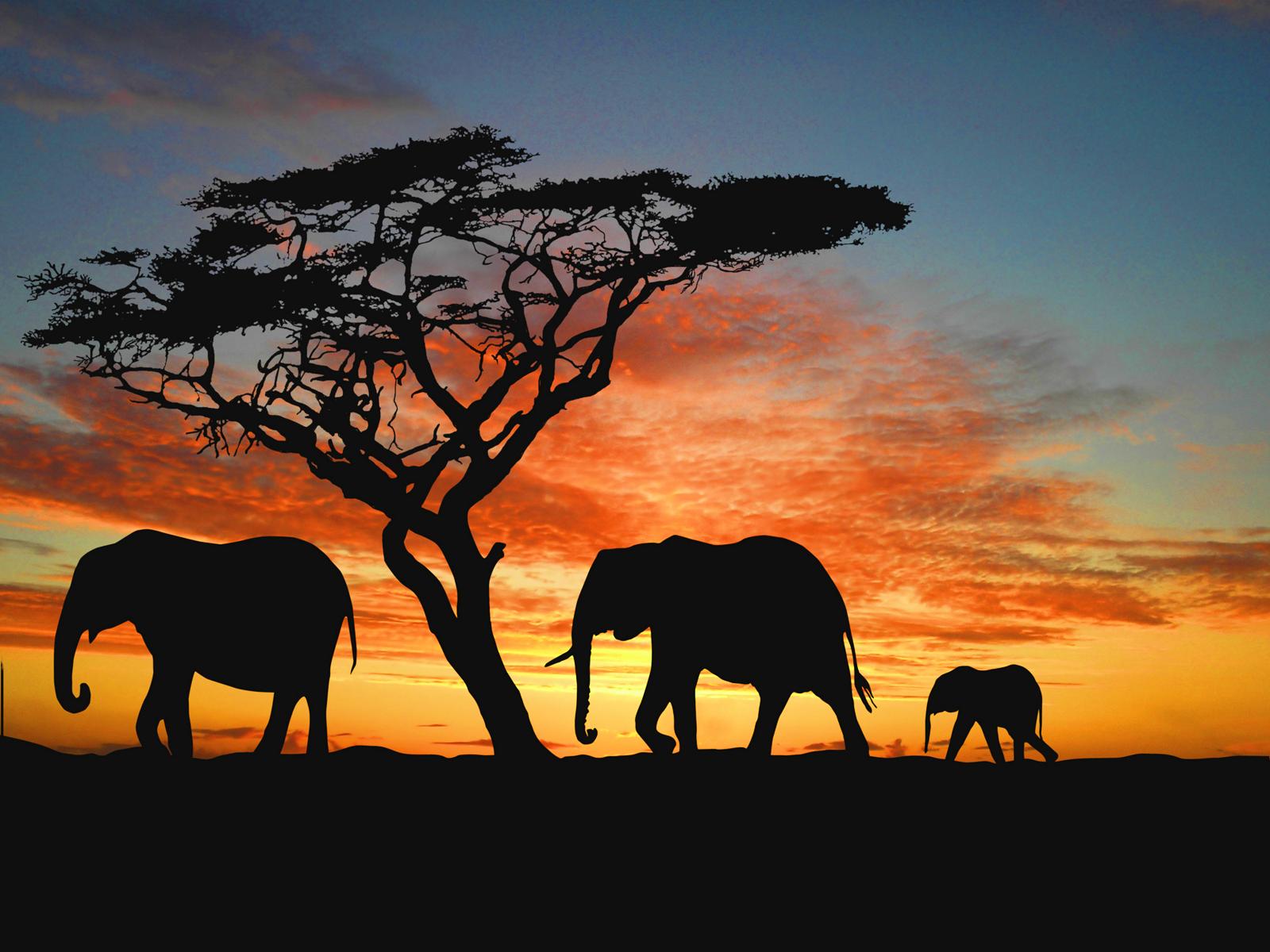 Free Elephant Wallpapers Wide « Long Wallpapers 
 Data-src - African Elephant - HD Wallpaper 