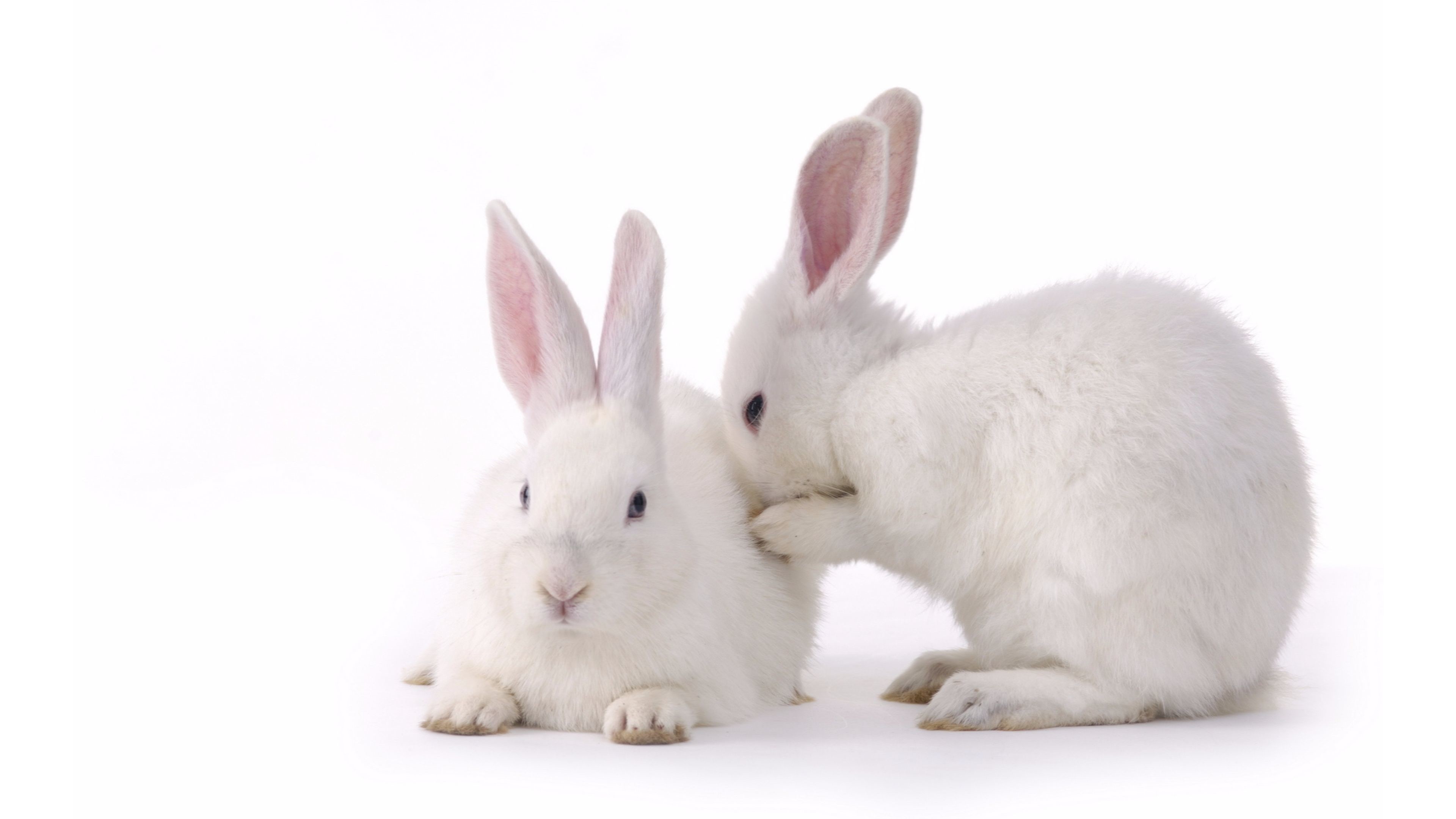 3840x2160, Cutest White Rabbit 4k Wallpaper 
 Data - Background Rabbit - HD Wallpaper 
