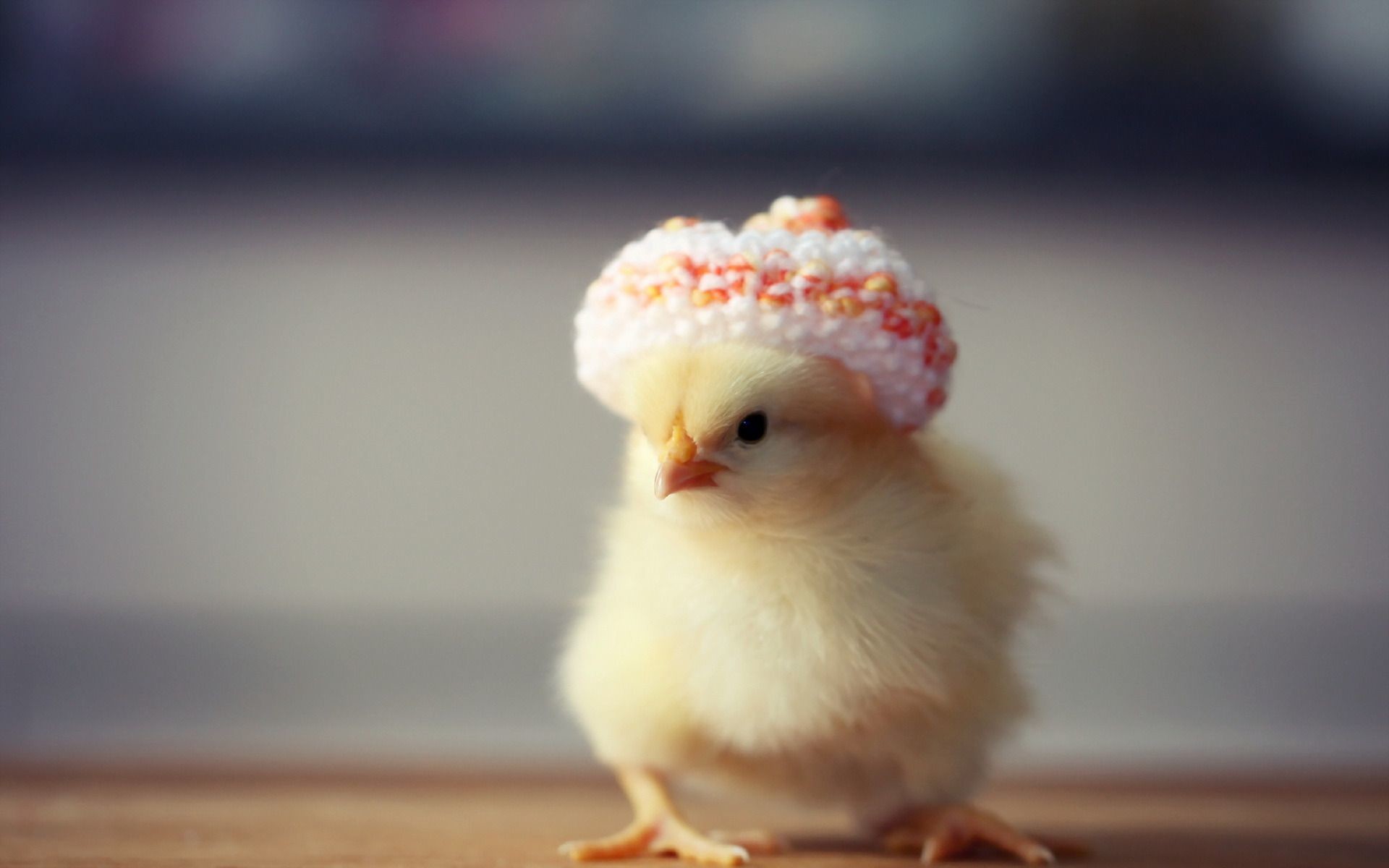 1920x1200, Wallpaper Â - Cute Chicken - HD Wallpaper 