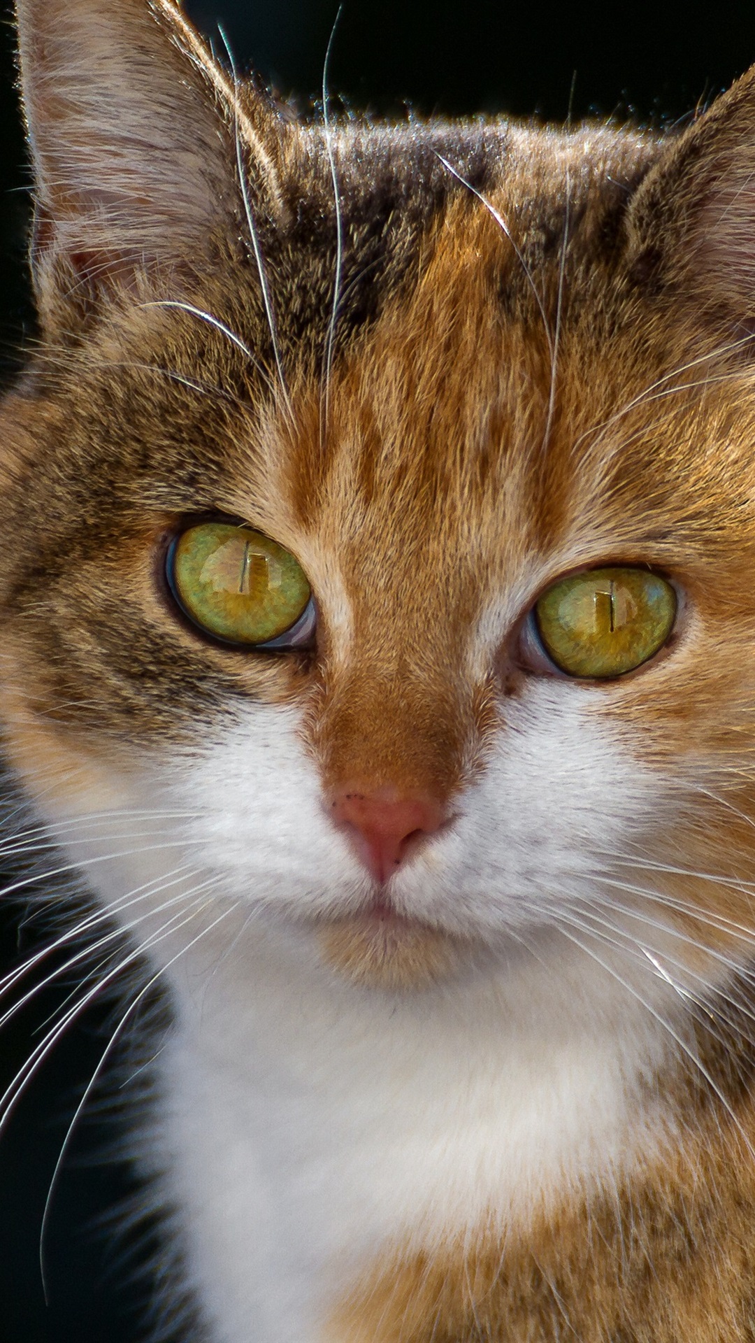 Rudo Biało Czarne Kotki Tapety - HD Wallpaper 