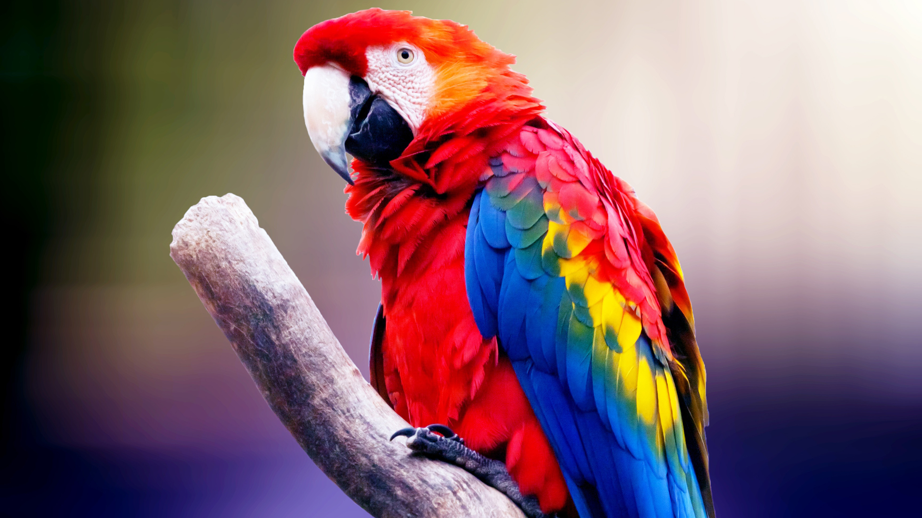 3840x2160, Macaw Parrot 4k 
 Data Id 344943 
 Data - Macaw Parrot Hd Wallpaper For Mobile - HD Wallpaper 