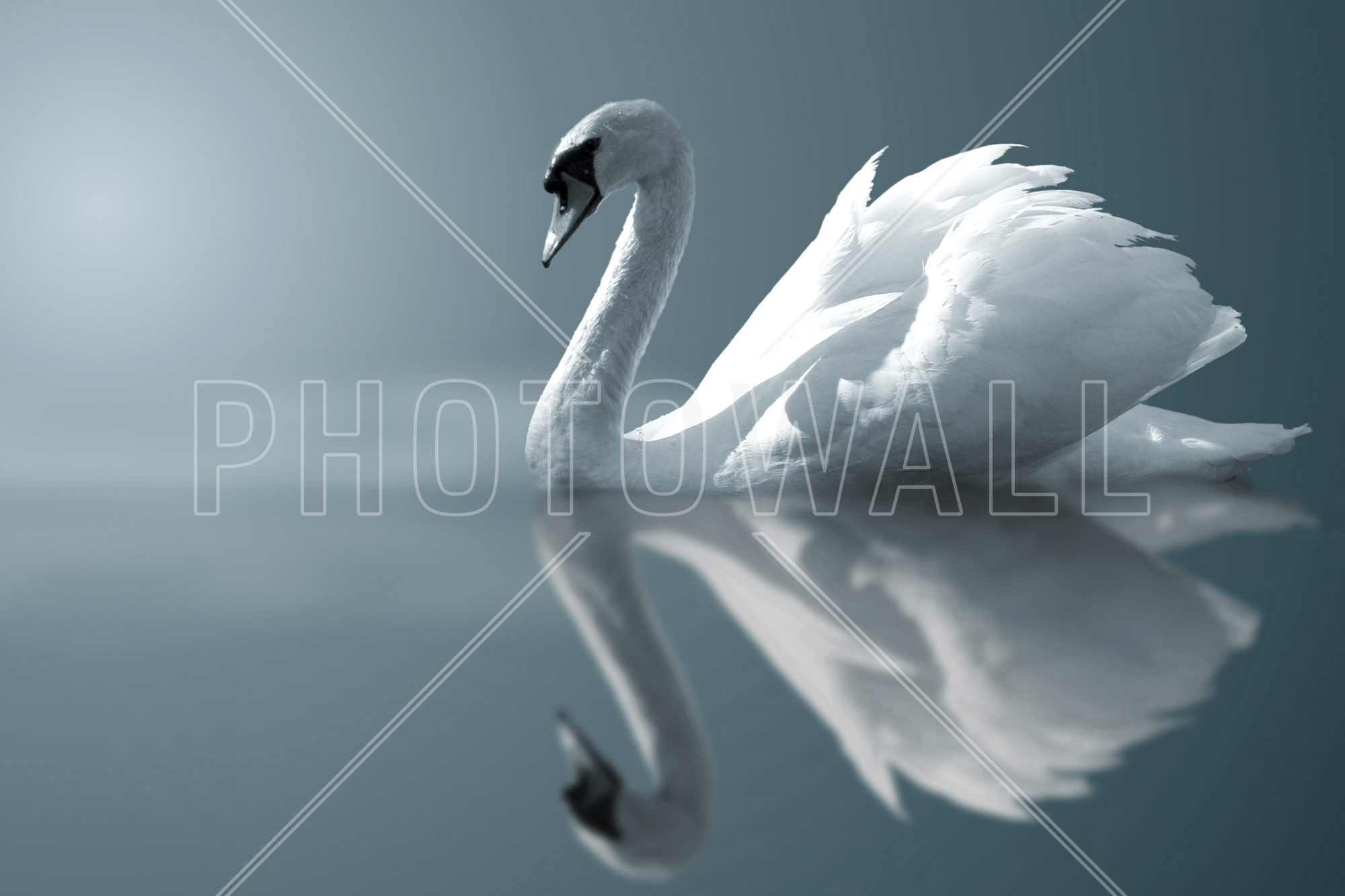 Swan Reflection - Wallpaper - Living Room - Swans Birds - HD Wallpaper 