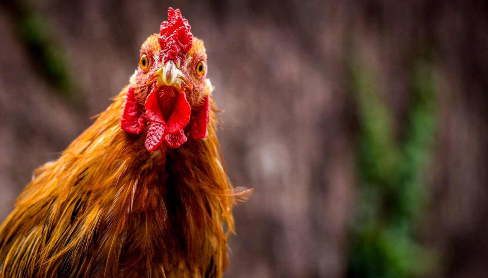 Chicken Wallpaper Backgrounds Amazing Wallpaper Hd - Chicken Face In Hd - HD Wallpaper 