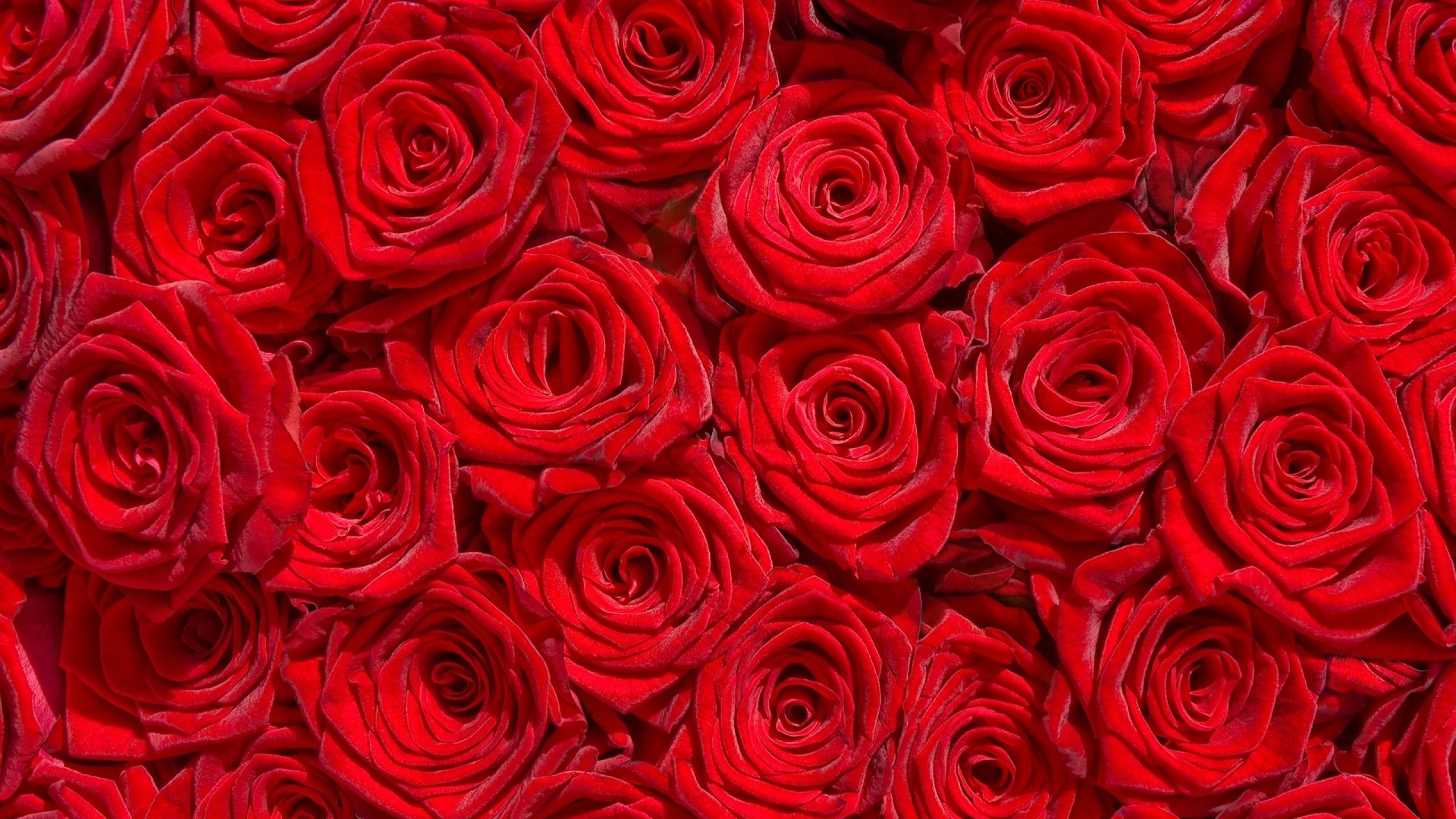2560x1440, Red Rose Flower Garden Wallpaper 
 Data - Rose Wallpaper Hd Flowers - HD Wallpaper 