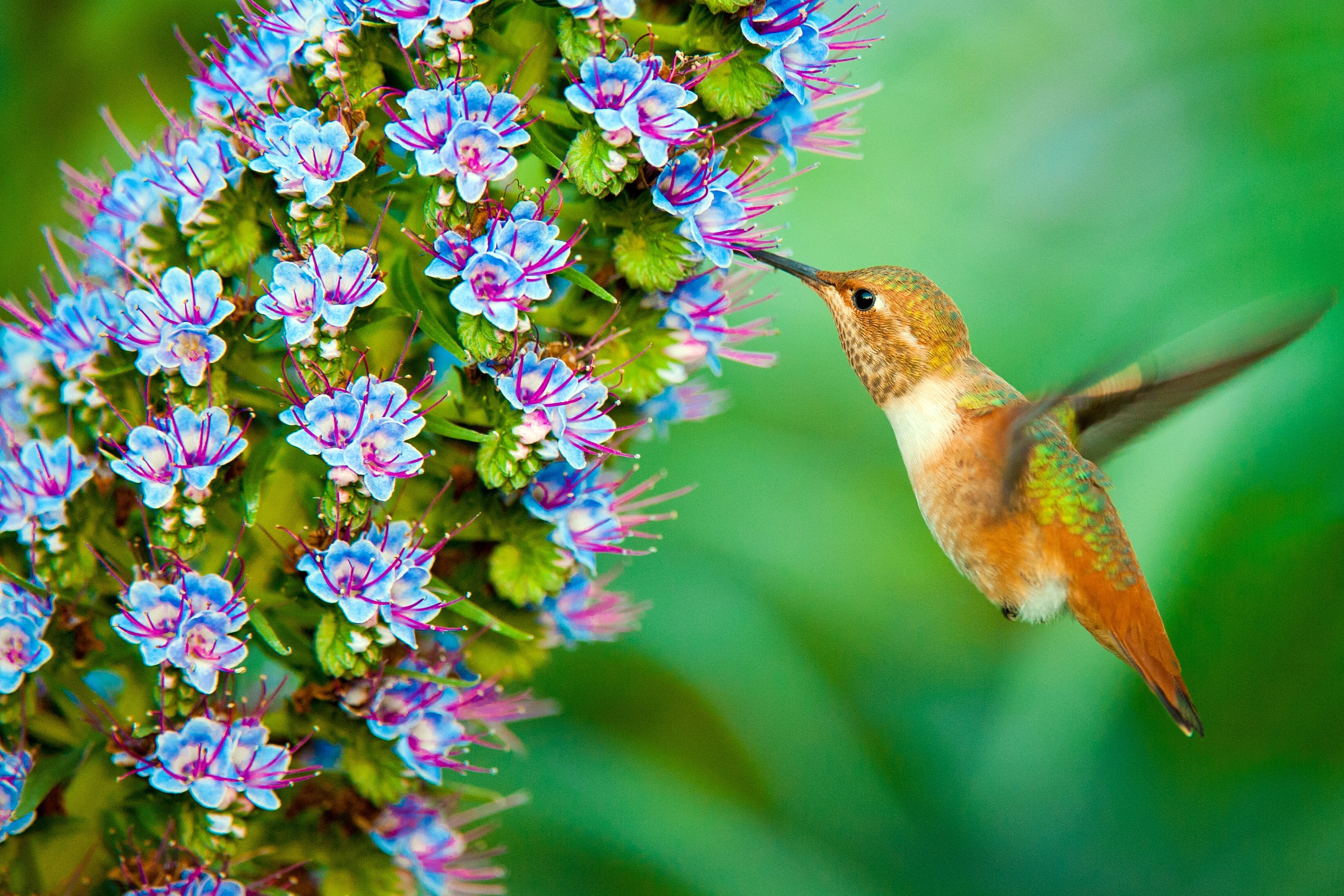 Hummingbird Wallpaper Hd - HD Wallpaper 