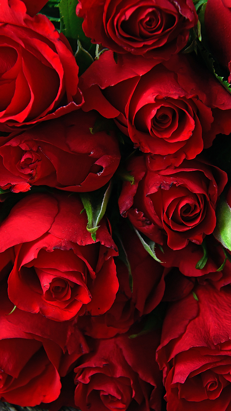 Rose, Fresh, Red Flowers, Wallpaper - Red Flower Wallpaper Iphone -  750x1334 Wallpaper 