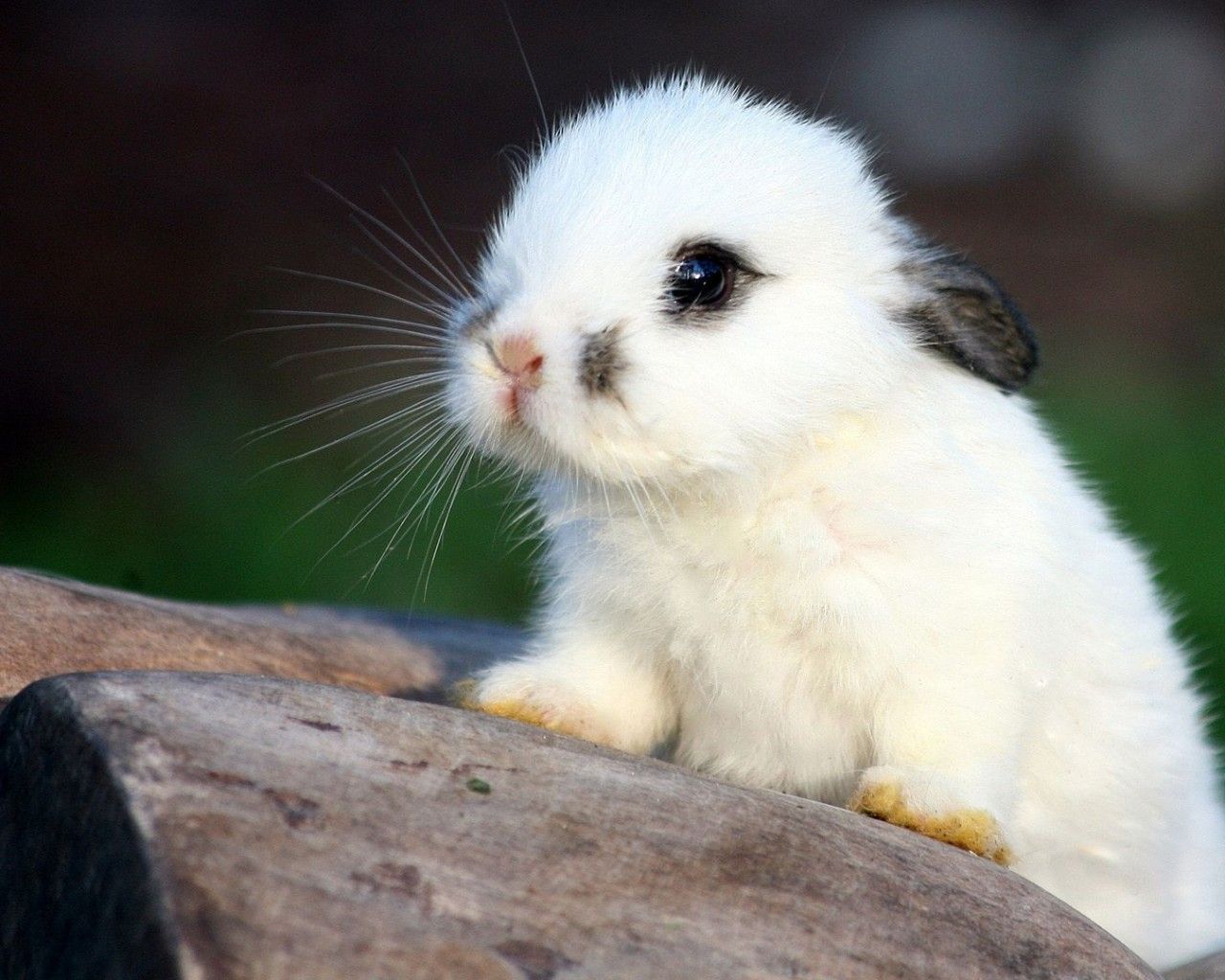 White Cute Baby Bunnies - HD Wallpaper 