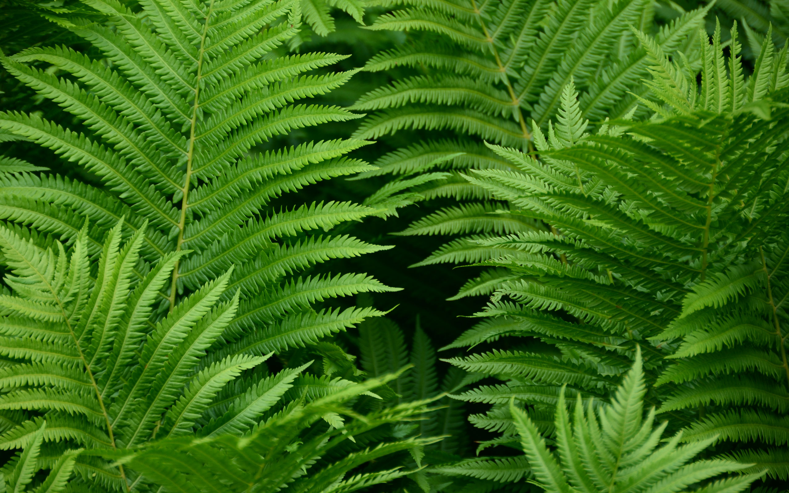 Fern Image Hi Resolution - HD Wallpaper 