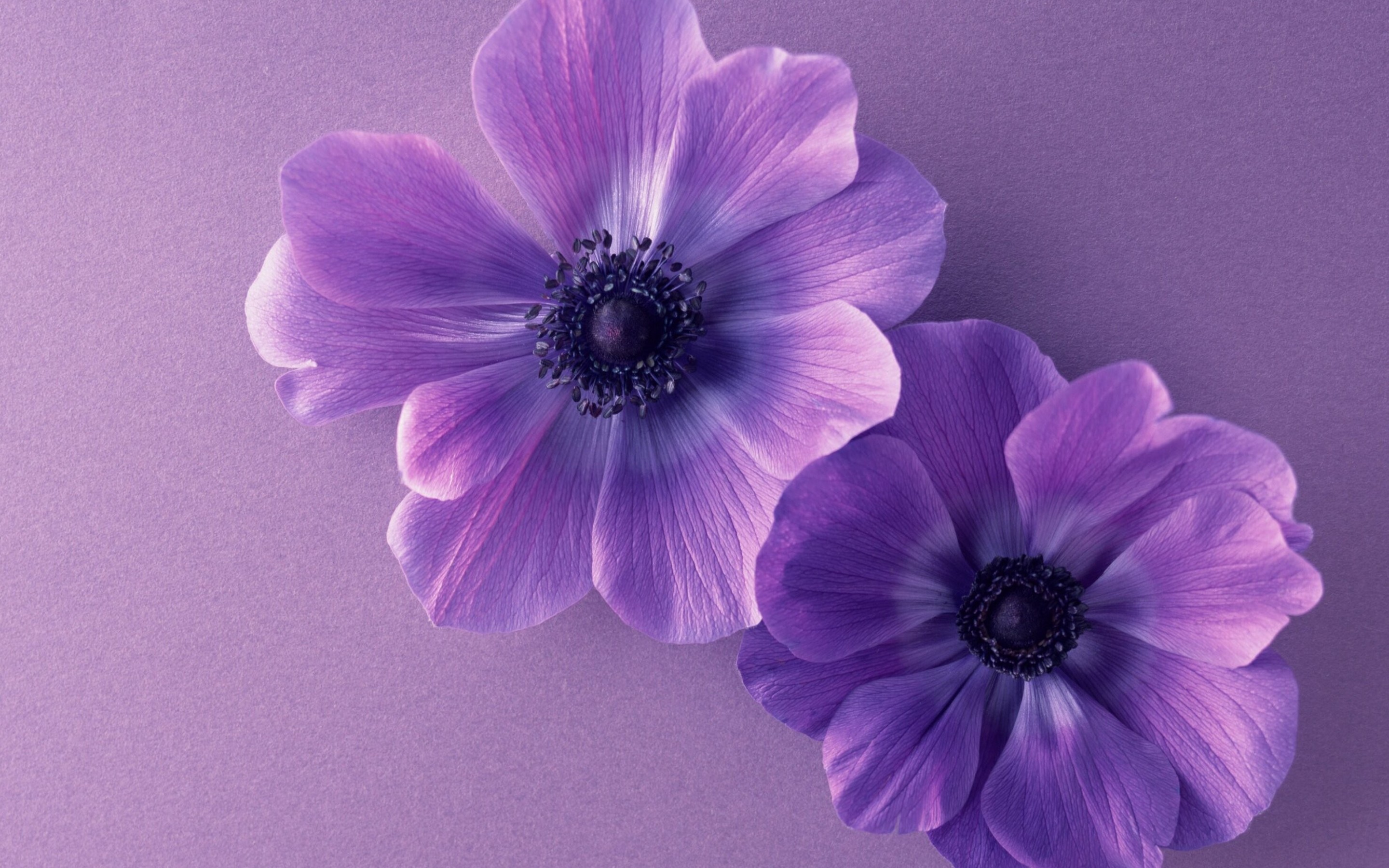 Purple Flower Images Hd - HD Wallpaper 