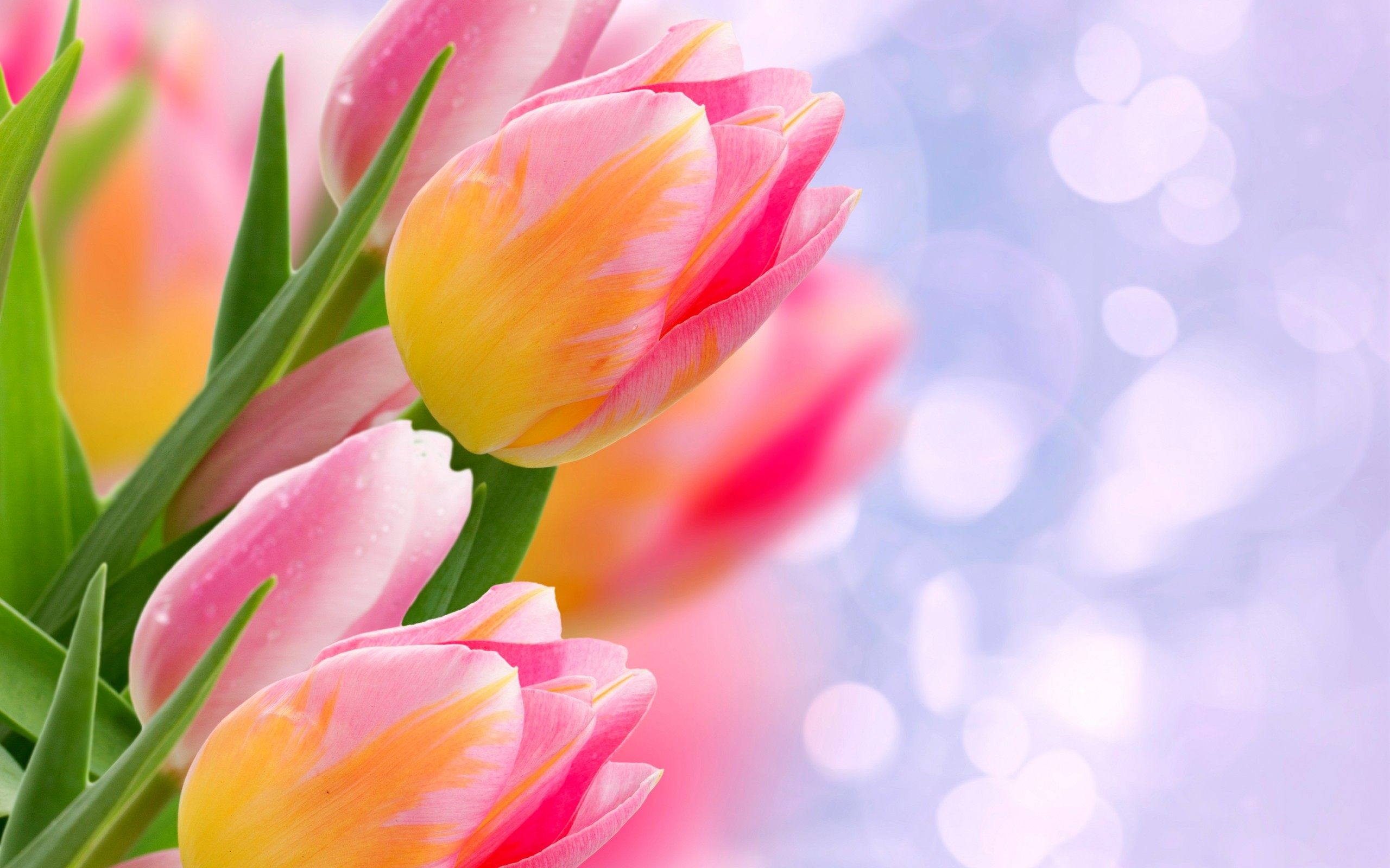 2560x1600, Bunga Tulip Flower Wallpaper 
 Data Id 296089 - Flower Wallpaper Tulips - HD Wallpaper 