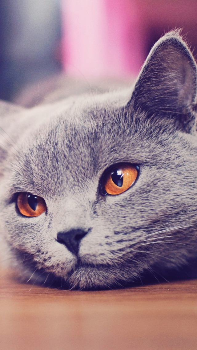 Cat Wallpaper Iphone - HD Wallpaper 
