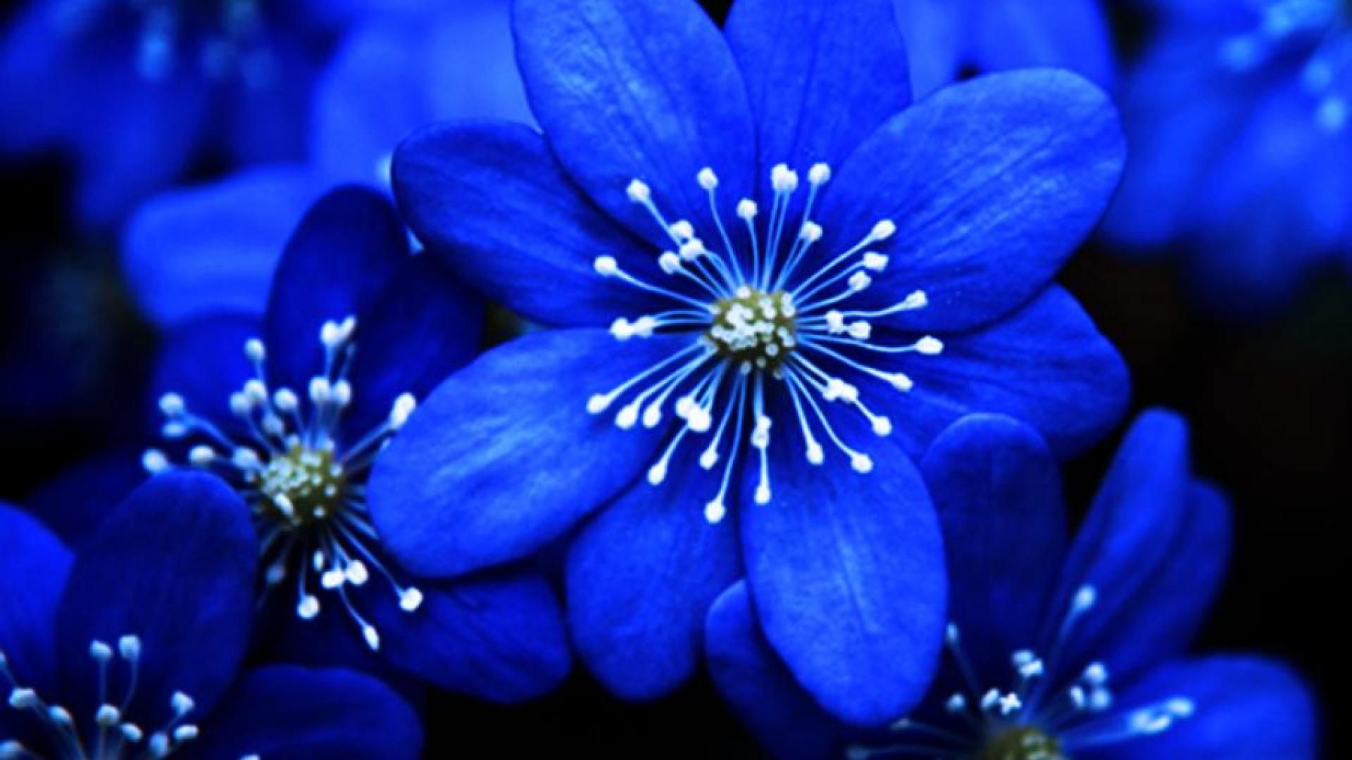 Flower Wallpaper Blue - HD Wallpaper 