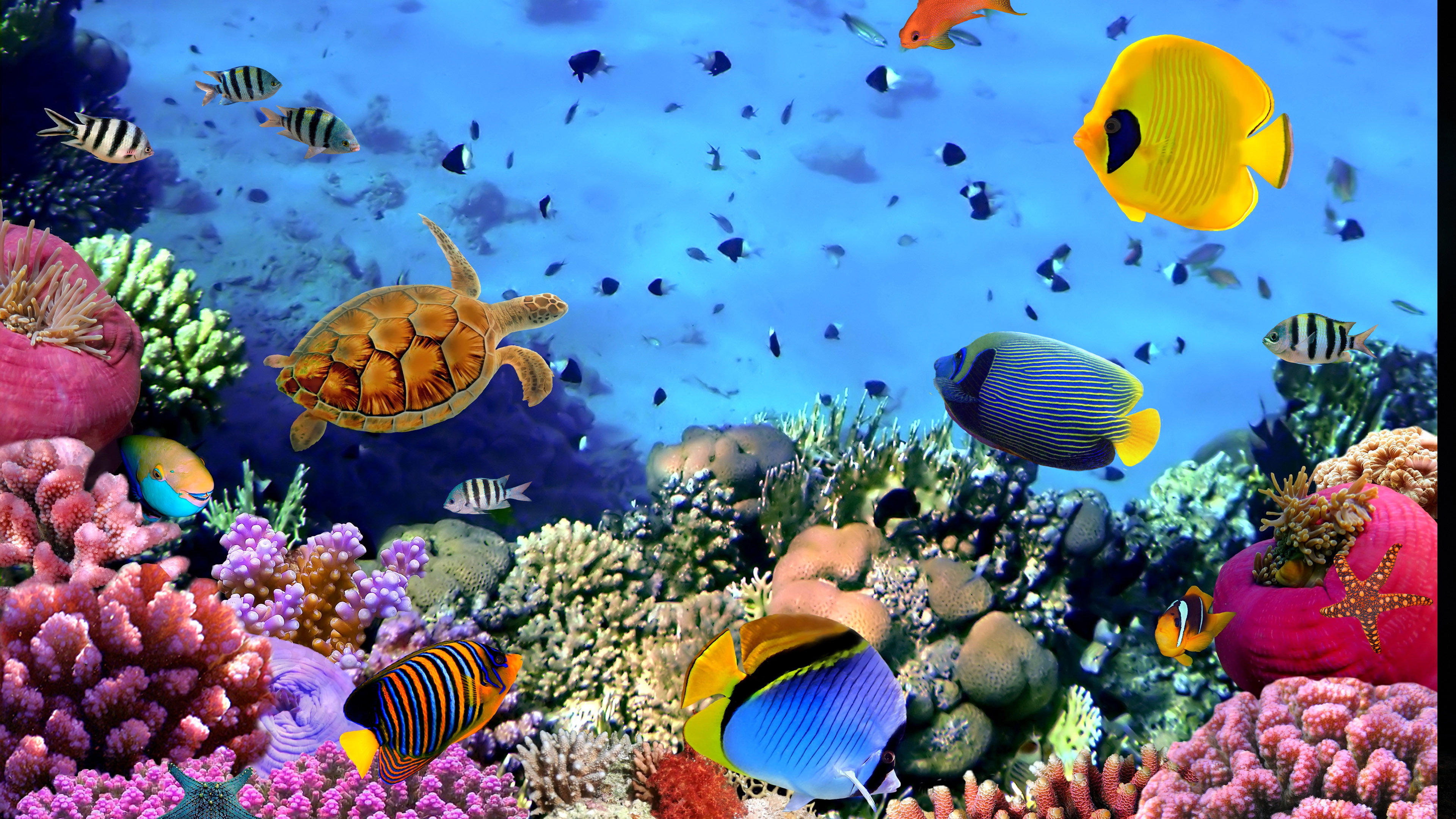 3840x2160, Aquarium Wallpaper For Windows 10 Data - Underwater Desktop  Background - 3840x2160 Wallpaper 