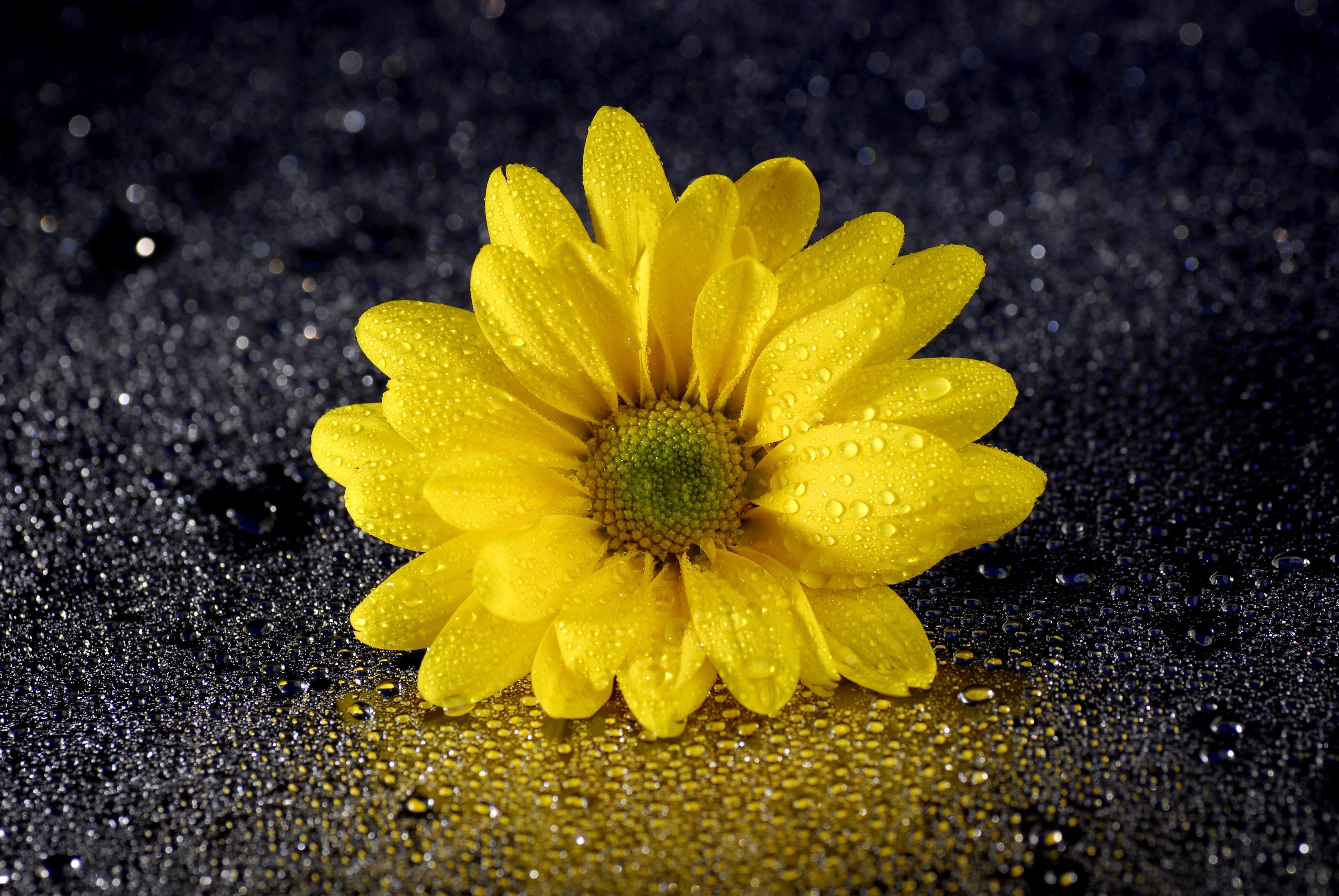 Yellow Flower Wallpaper Hd For Mobile - HD Wallpaper 