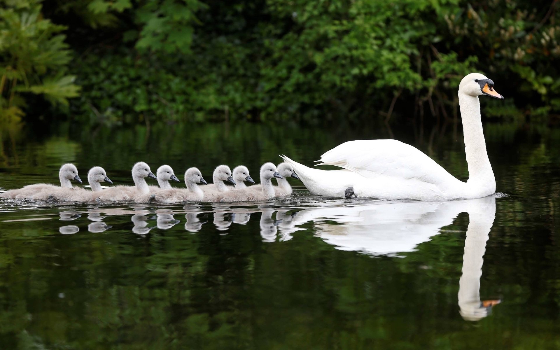 Swan Hd 1920x1200 Wallpaper Teahub Io