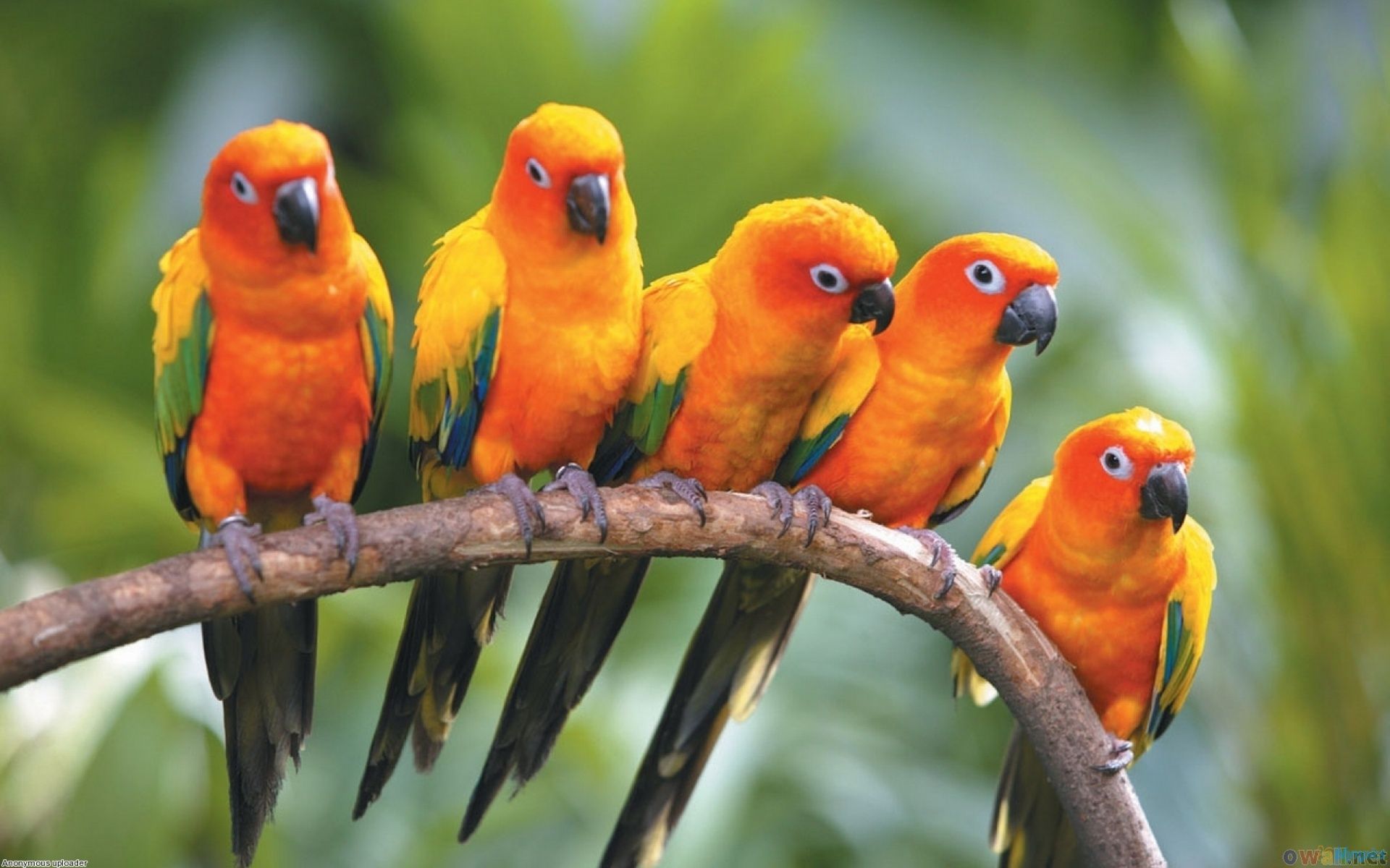 Parrot Wallpaper 3d - Sun Conure Hd - HD Wallpaper 