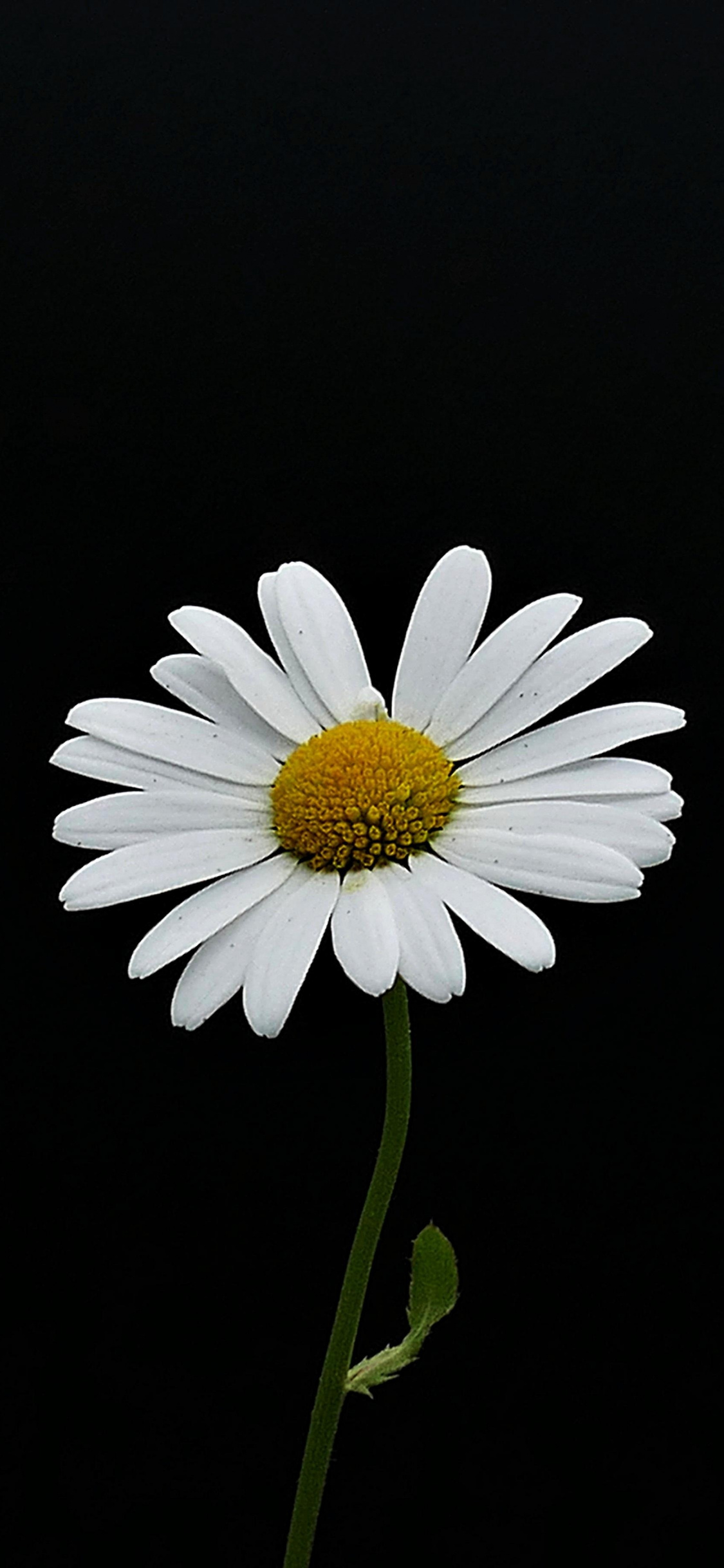 Portrait, White Flower, Minimal, Daisy, Wallpaper - Daisy Wallpaper Black Iphone - HD Wallpaper 