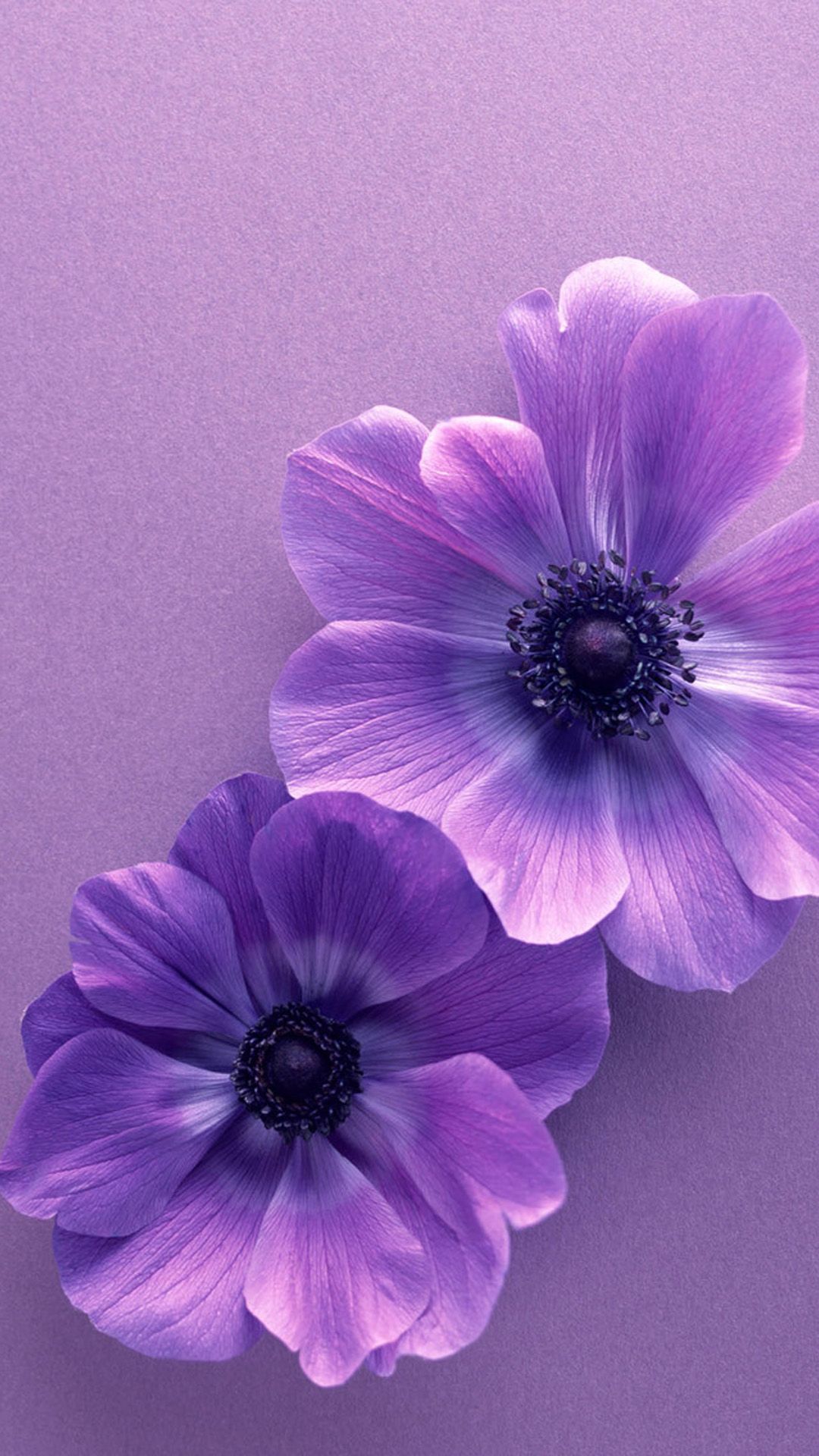 Samsung Galaxy Flower - HD Wallpaper 