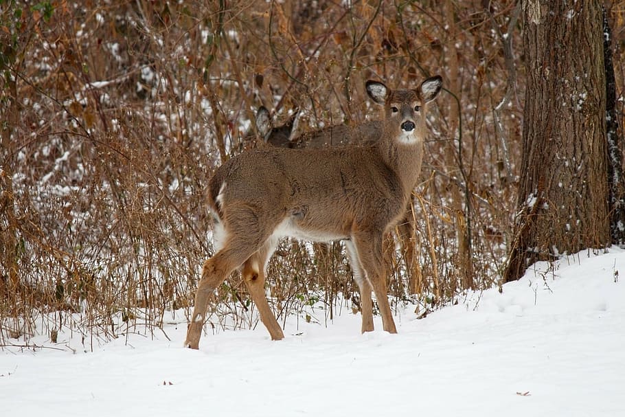 Deer On Snow Sand, White Tailed Deer, Woods, Woodland - Coyotes In The Snow At Rouge Park - HD Wallpaper 