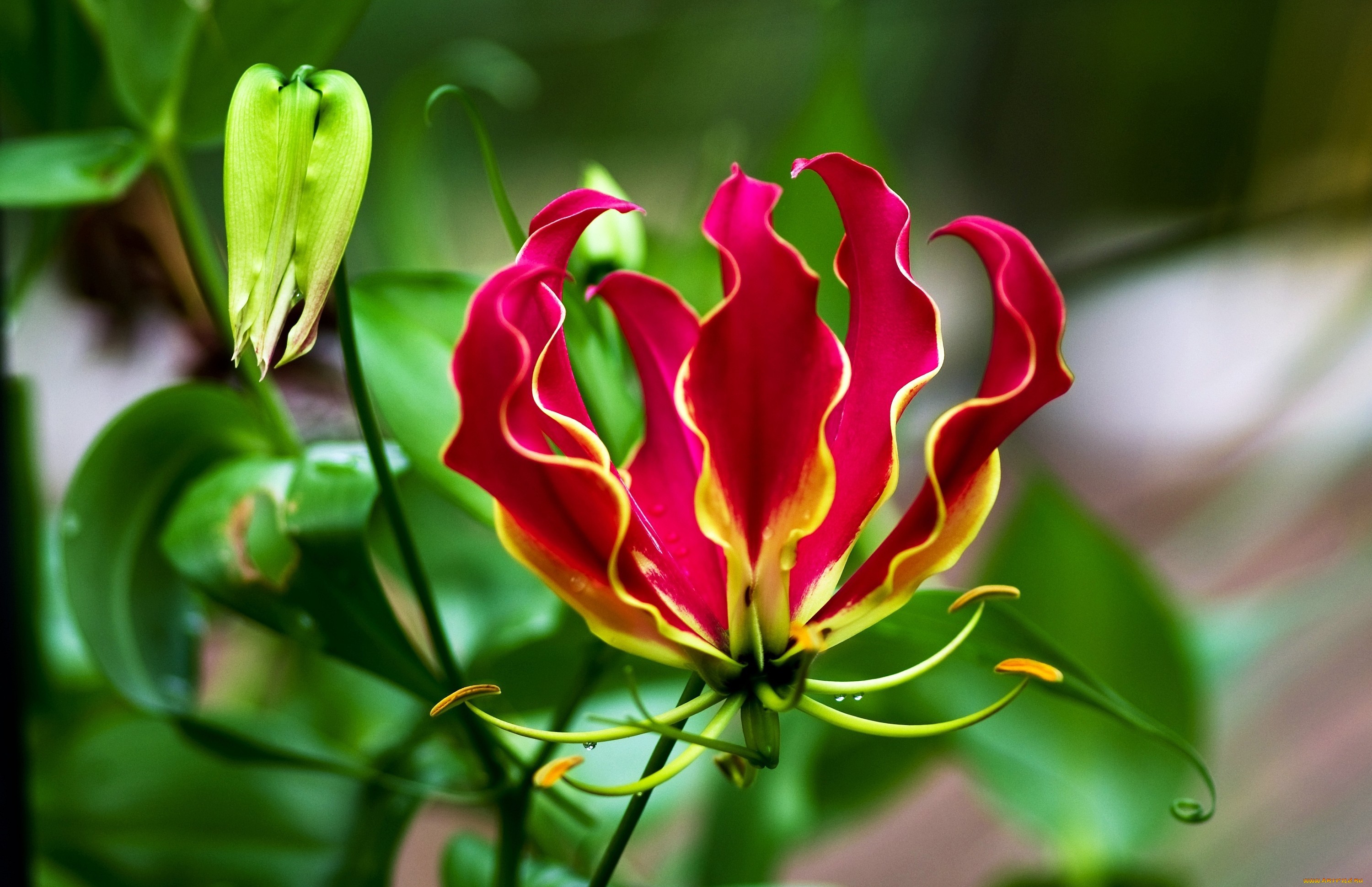 Flame Lily - Fire Lilies - HD Wallpaper 