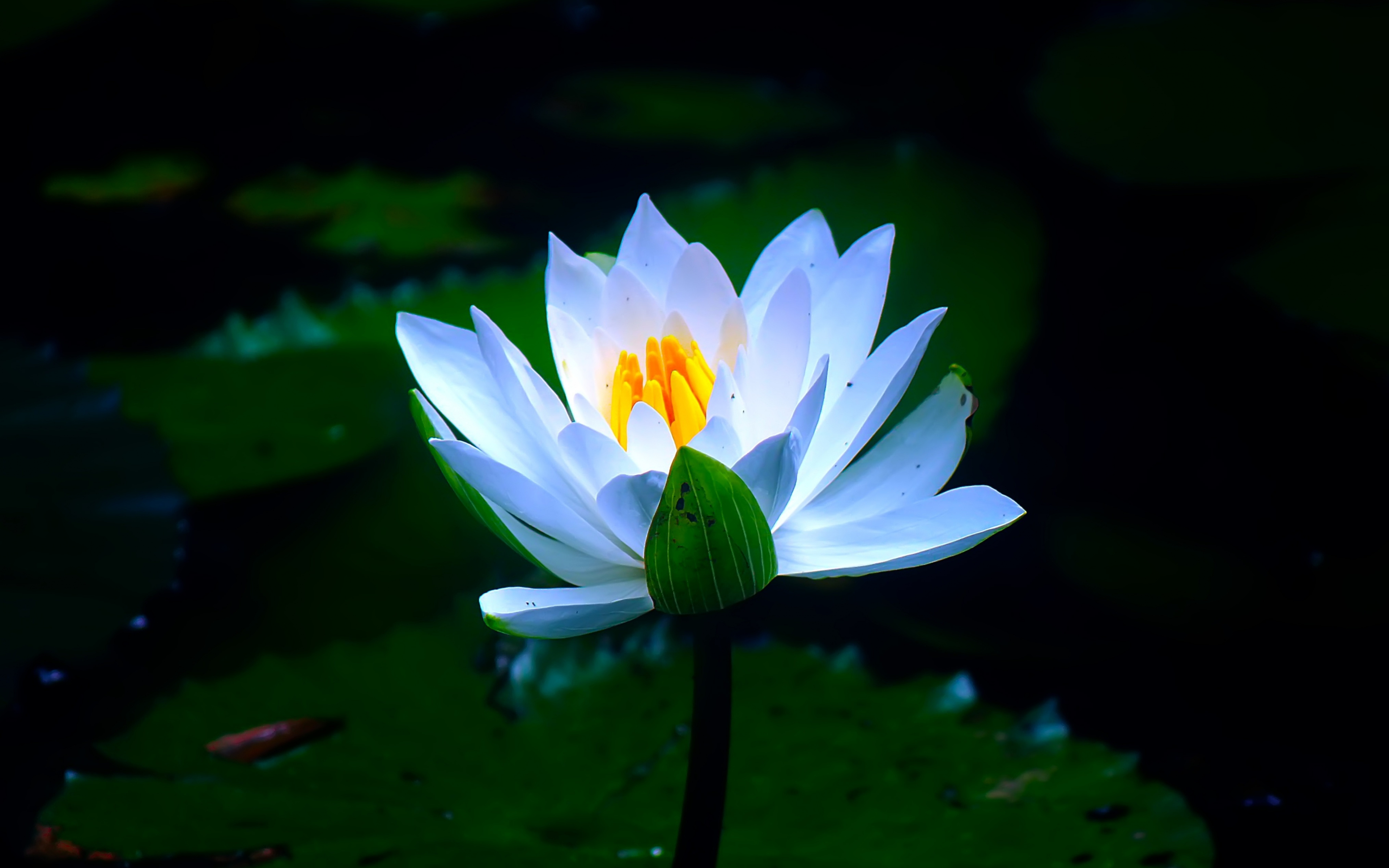 White, Pond, Flower, Water Lily, Bloom, Wallpaper - 3840x2400 Wallpaper -  