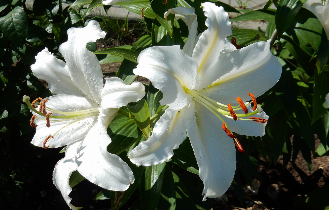 Photo Wallpaper Flower, Grass, Flowers, Widescreen, - Lily - HD Wallpaper 