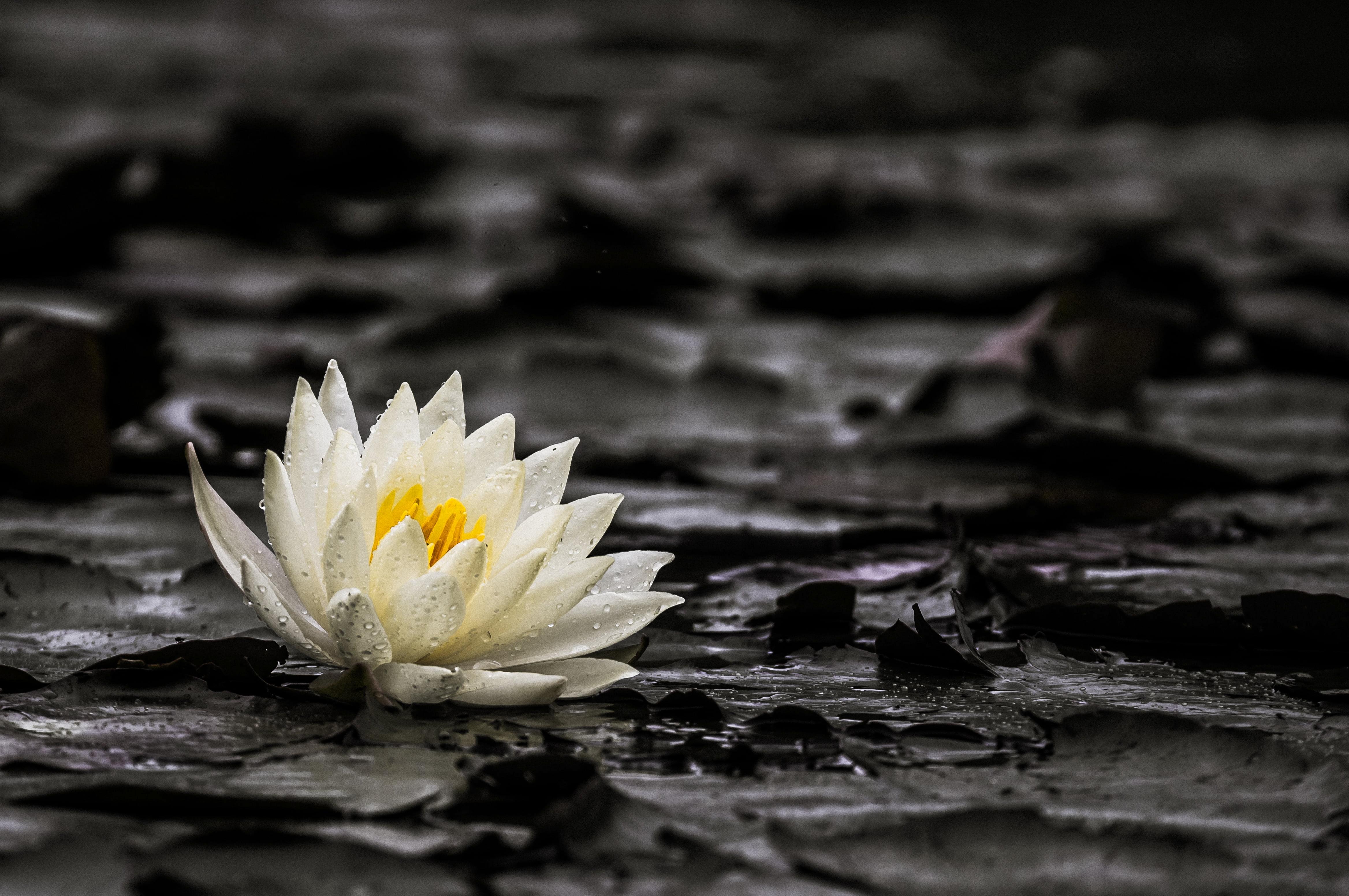 Water Lily Wallpaper - Hd Water Lily - HD Wallpaper 