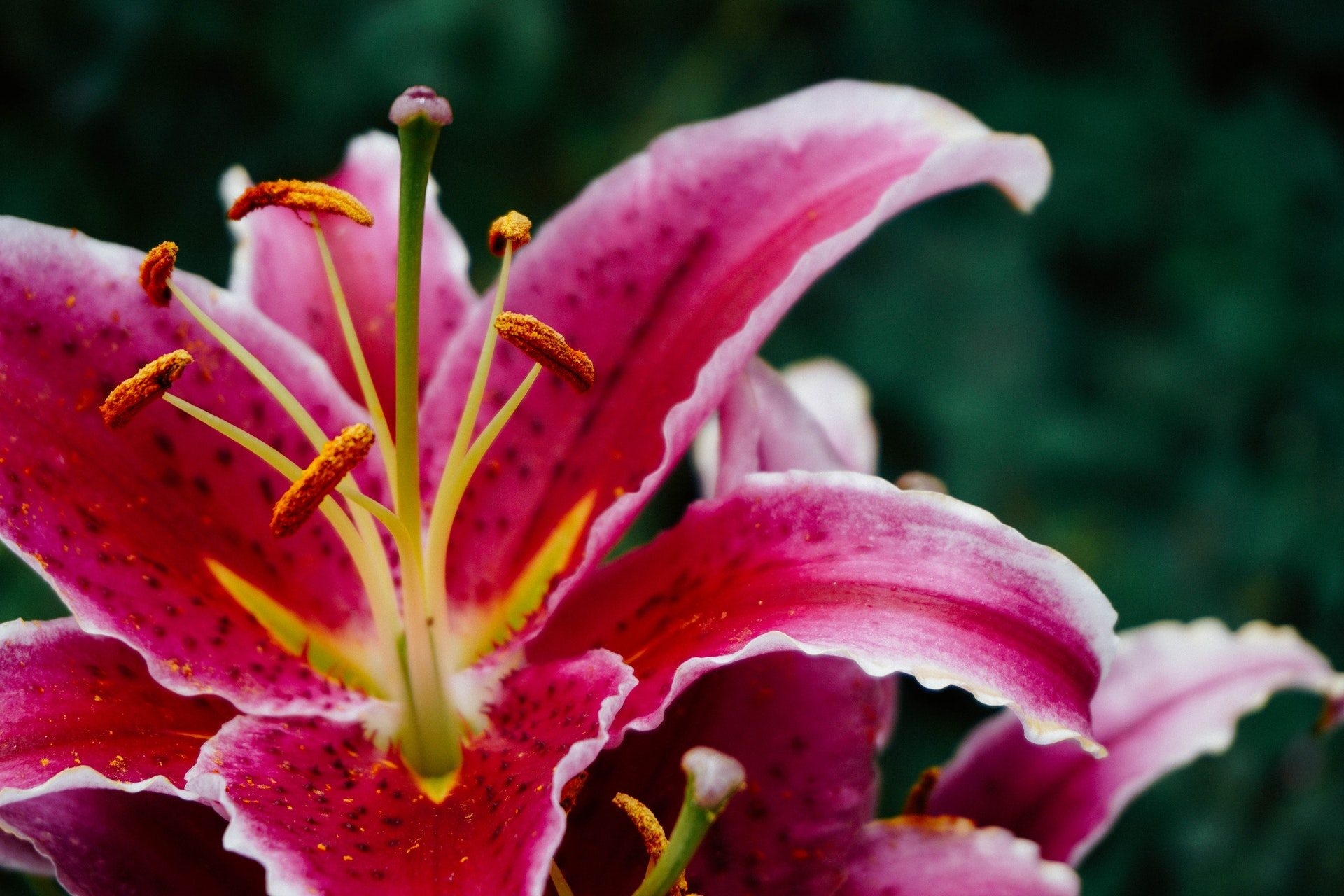 Dark Pink Color Lily Flower Hd Wallpaper - Bloemen Met De Onderdelen - HD Wallpaper 