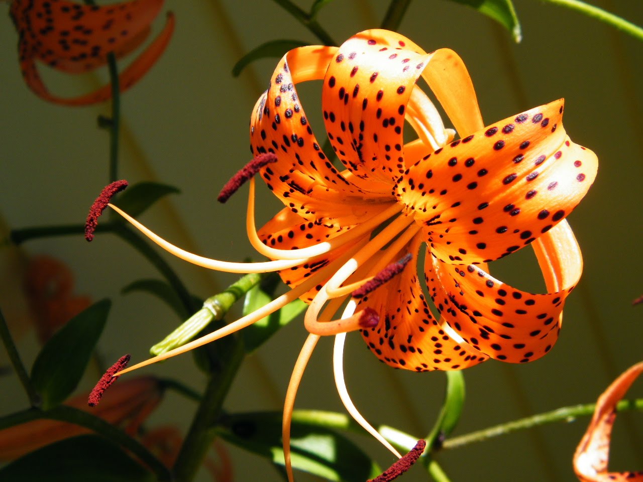 Lily - HD Wallpaper 