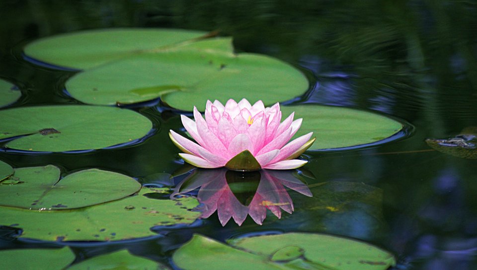 Water Lily Wallpapers Iphone - HD Wallpaper 