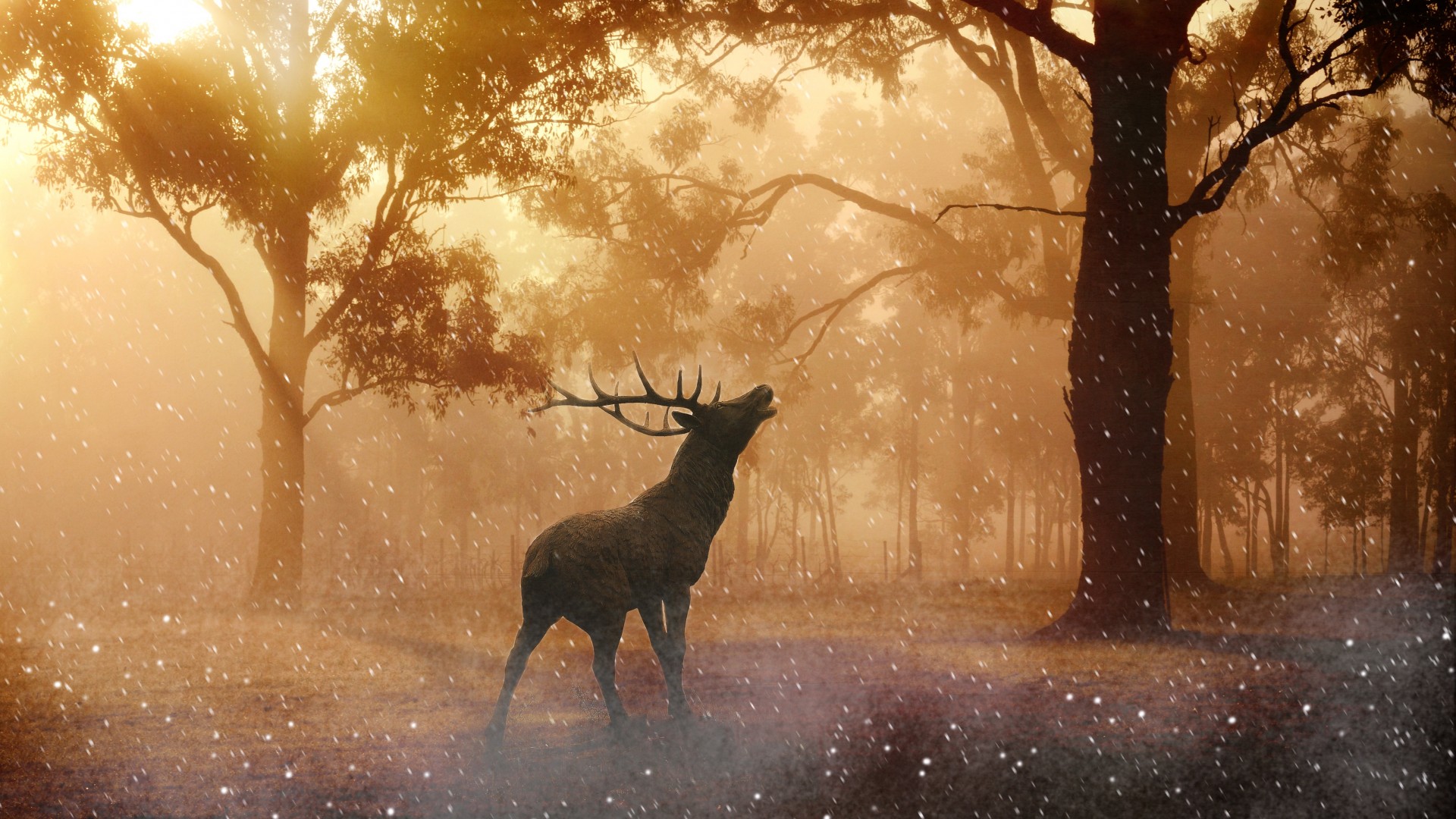 Deer In The Forest Magical - HD Wallpaper 