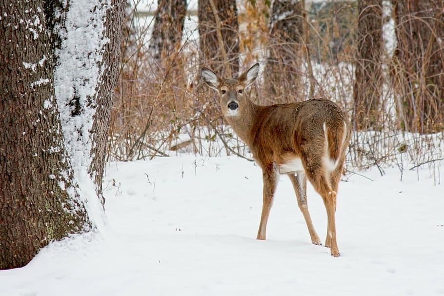 Brown Deer On Snow Covered Field, White Tailed Deer, - Animals Live In Snow - HD Wallpaper 