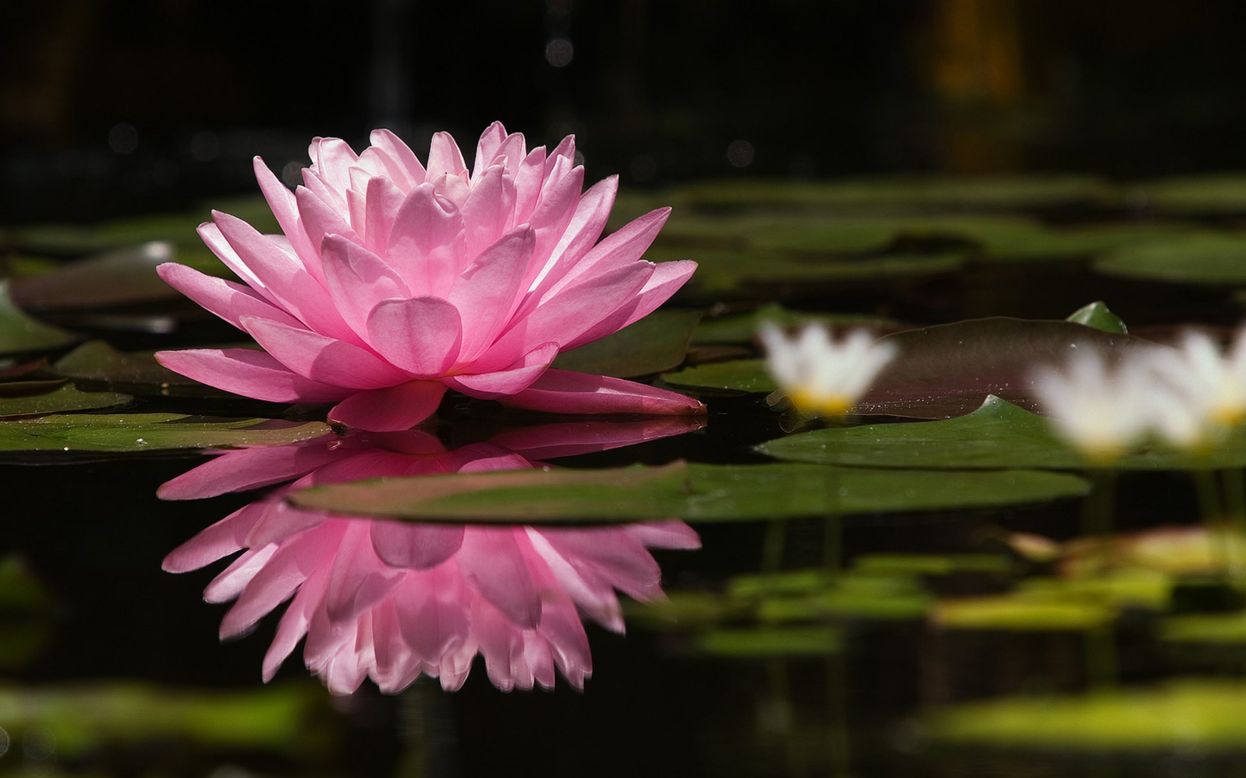 Water Lily Wallpaper Hd - HD Wallpaper 