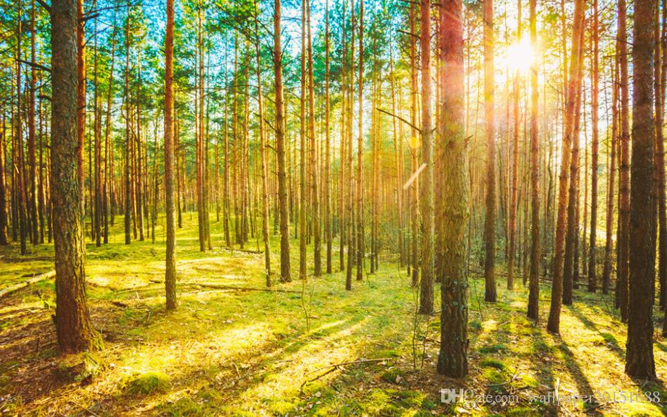 Sunny Weather Forest - HD Wallpaper 