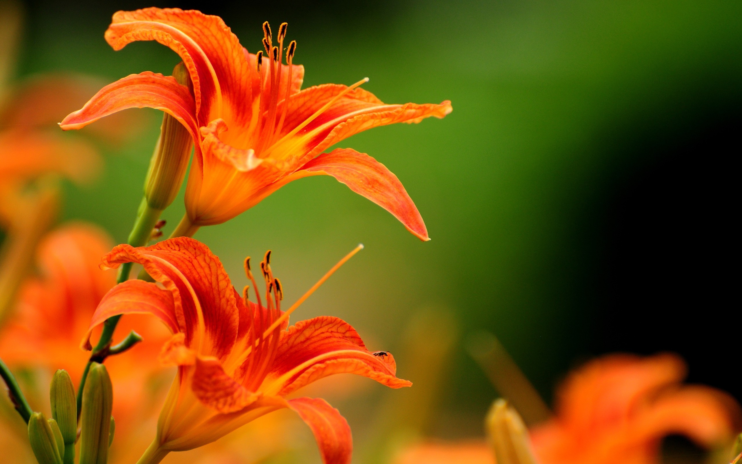 Orange Flowers Wallpaper Hd - HD Wallpaper 