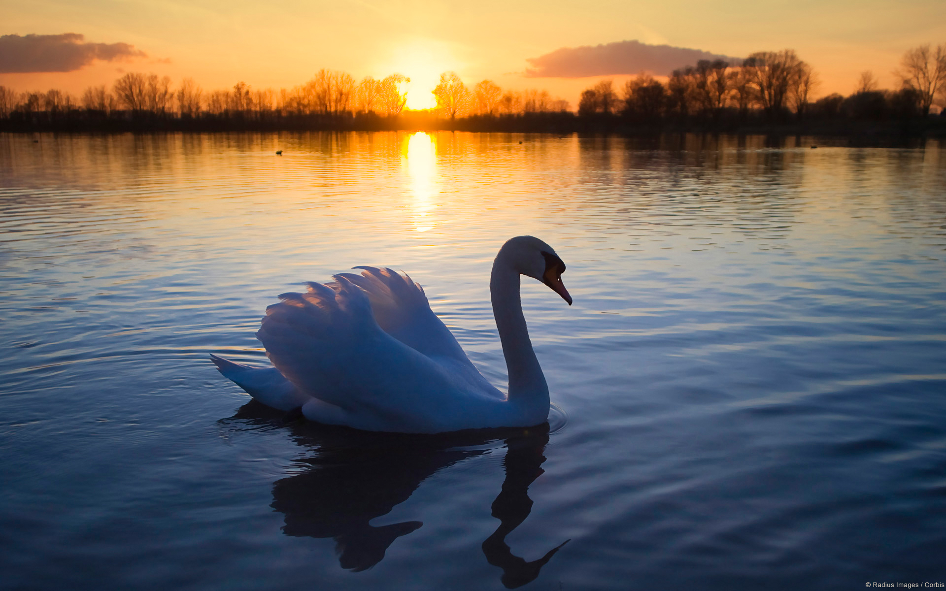 Mute Swan - HD Wallpaper 