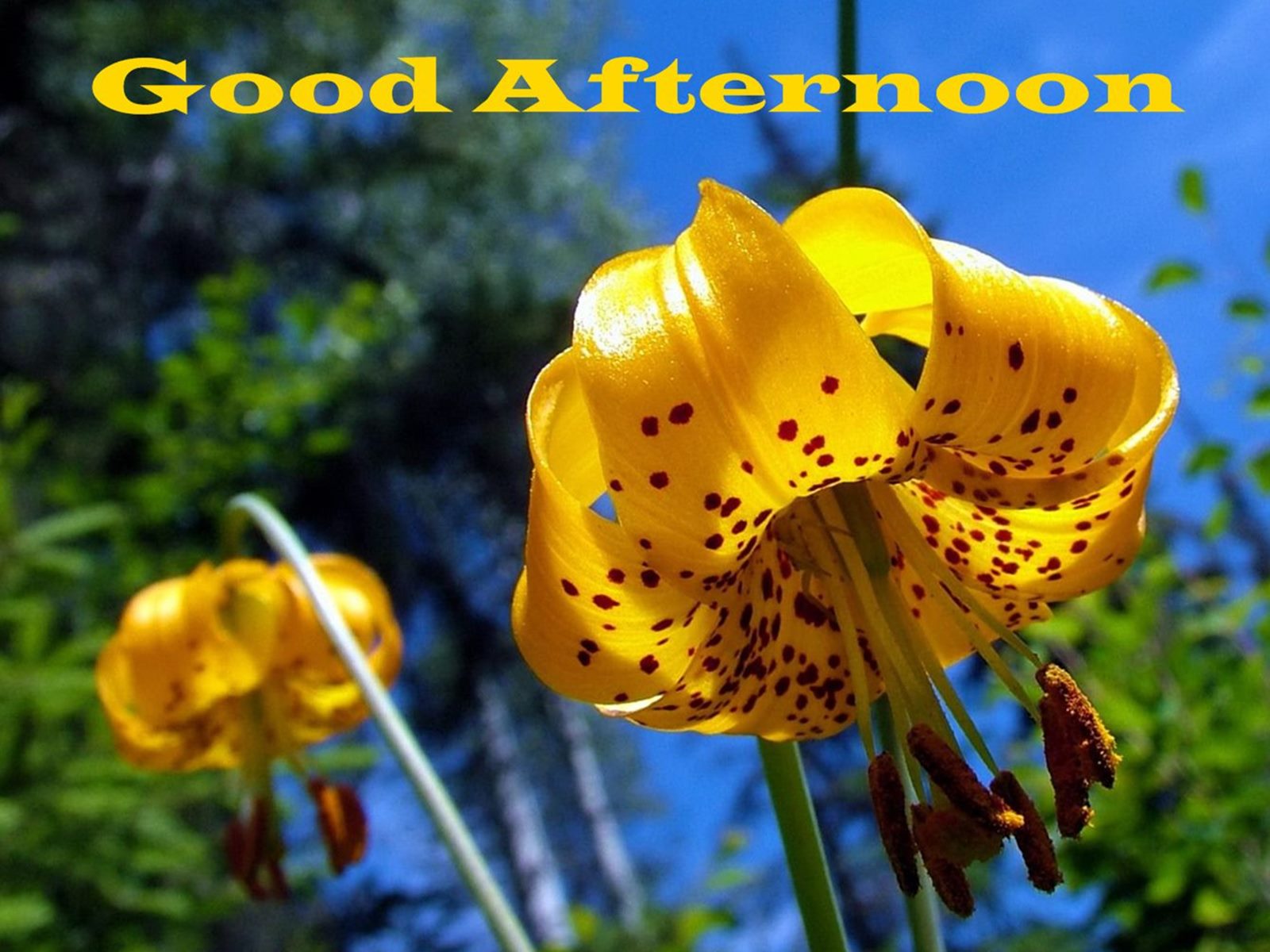 Good Afternoon Yellow Lily Flowers Hd Wallpaper - Good Afternoon Hd Images With Flowers - HD Wallpaper 