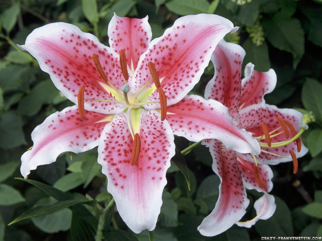 High Definition Lily Wallpaper - Beautiful Lily Flower - HD Wallpaper 