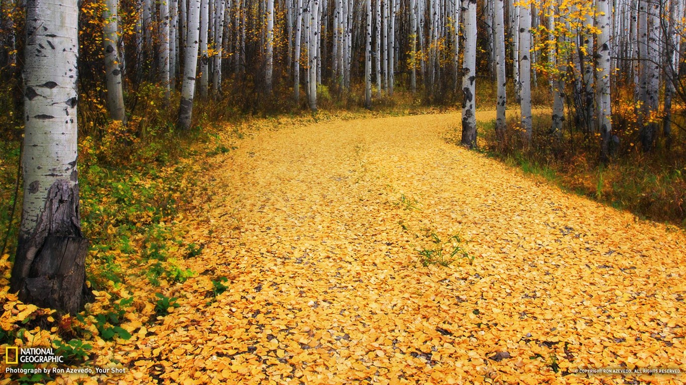 Aspen Forest Colorado-national Geographic Wallpaper2012 - Colorado Autumn - HD Wallpaper 