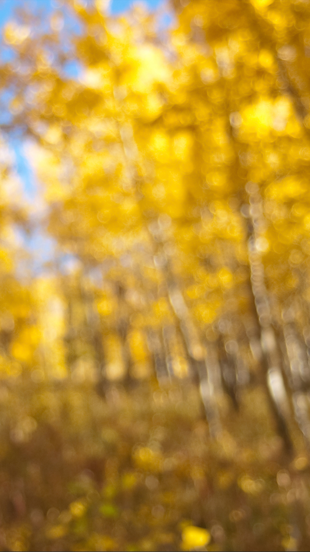 Autumn - HD Wallpaper 
