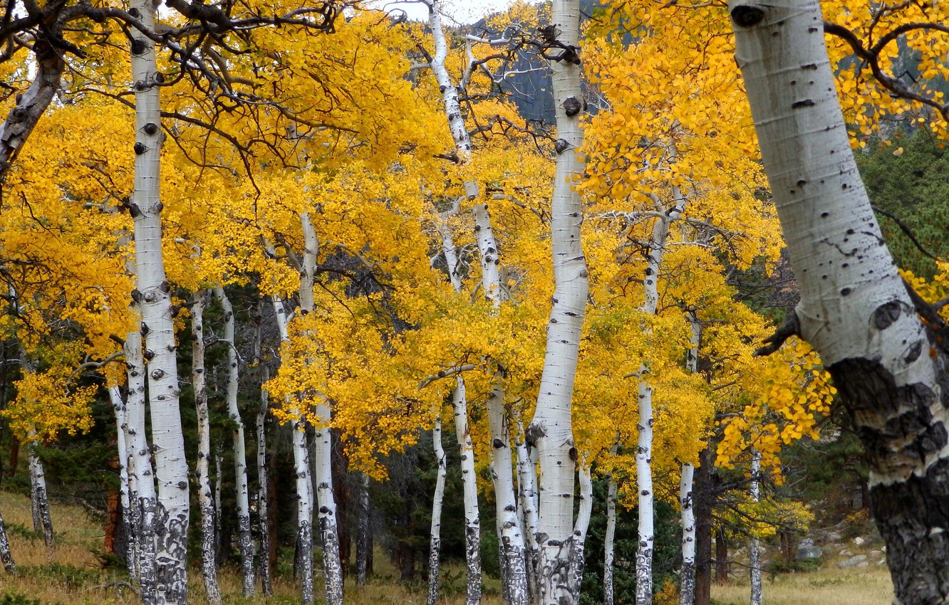 Photo Wallpaper Autumn, Forest, Leaves, Trees, Colorado, - Aspen Forest Colorado - HD Wallpaper 