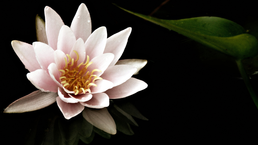 Water Lily Hd Wallpaper - HD Wallpaper 