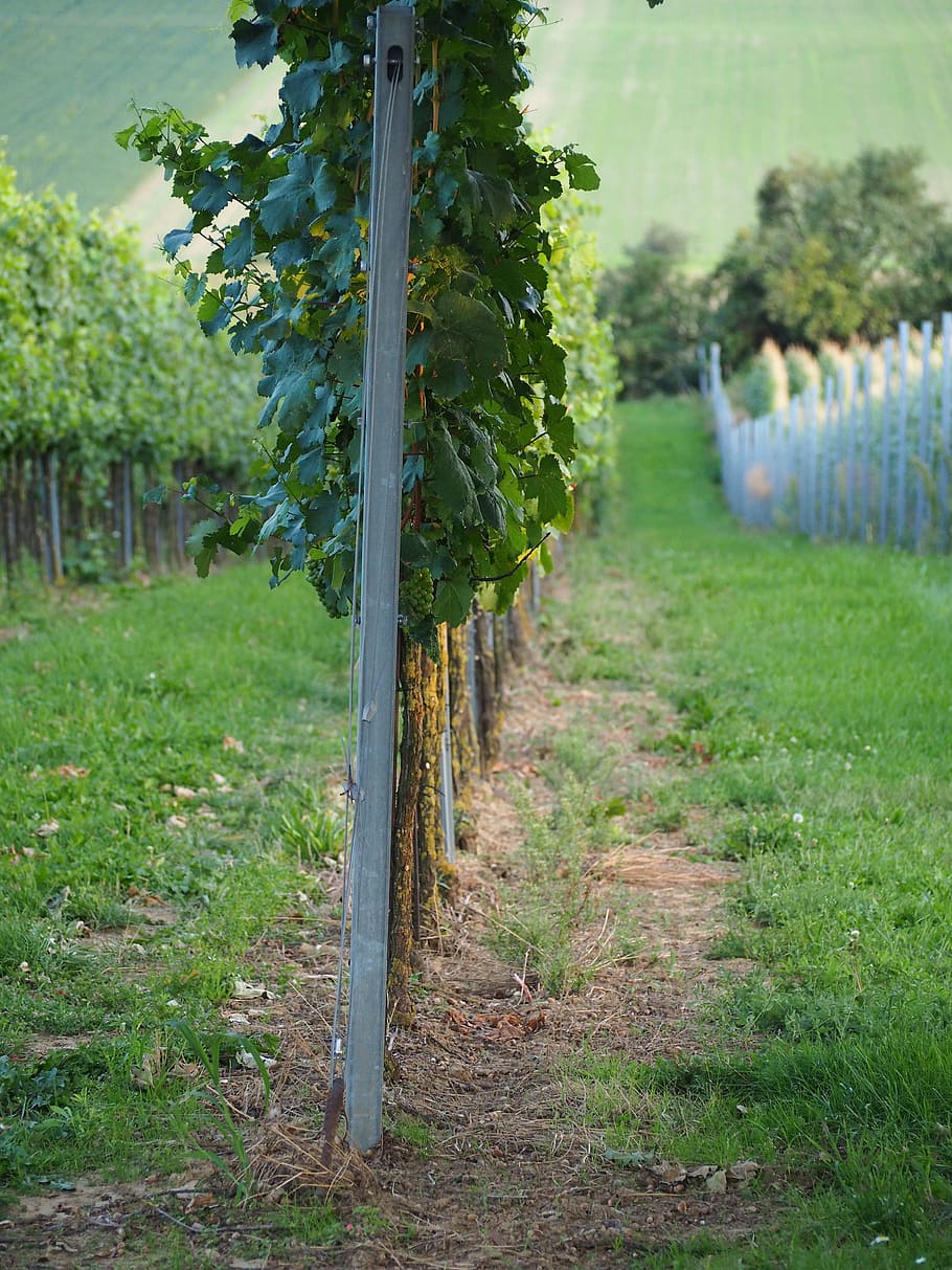 Vineyard, Vines, Wine, Grapevine, Rebstock, Green, - Grove - HD Wallpaper 