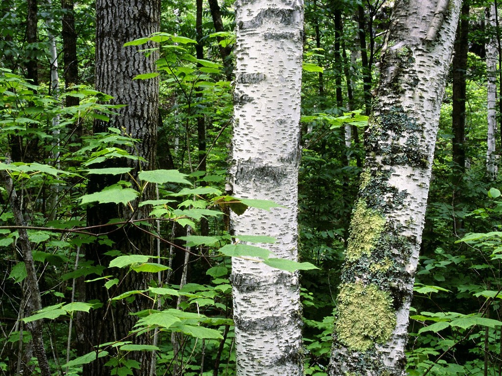 Aspen Trunks, North Woods, Quetico Provincial Park - HD Wallpaper 