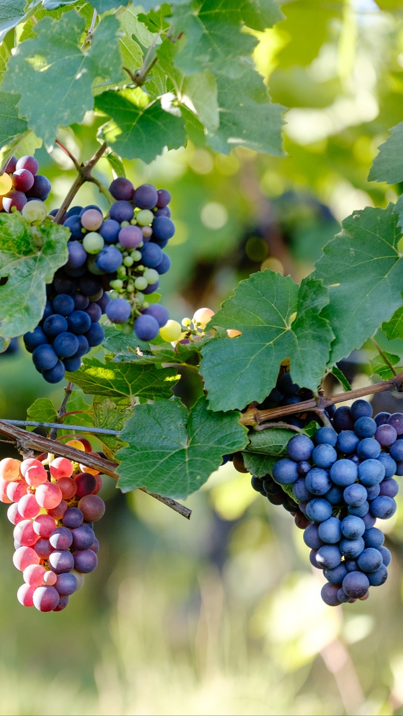 Wallpaper Grape, Vine, Branches, Berries - Every Branch In Me That Beareth Not Fruit He Taketh - HD Wallpaper 