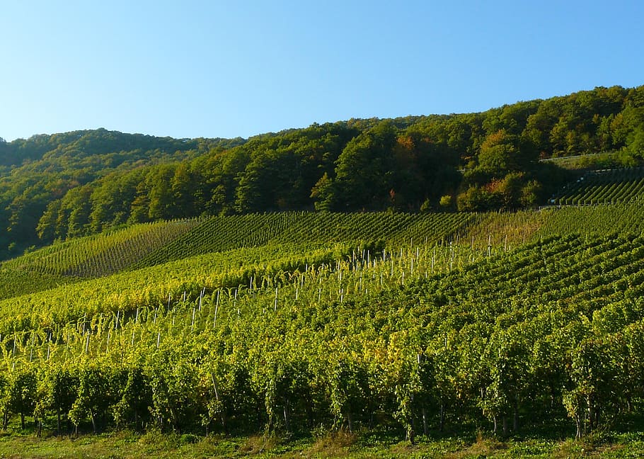 Green Plantation Field Near Trees, Vineyard, Vines, - Paysages De Cultures Délicates - HD Wallpaper 