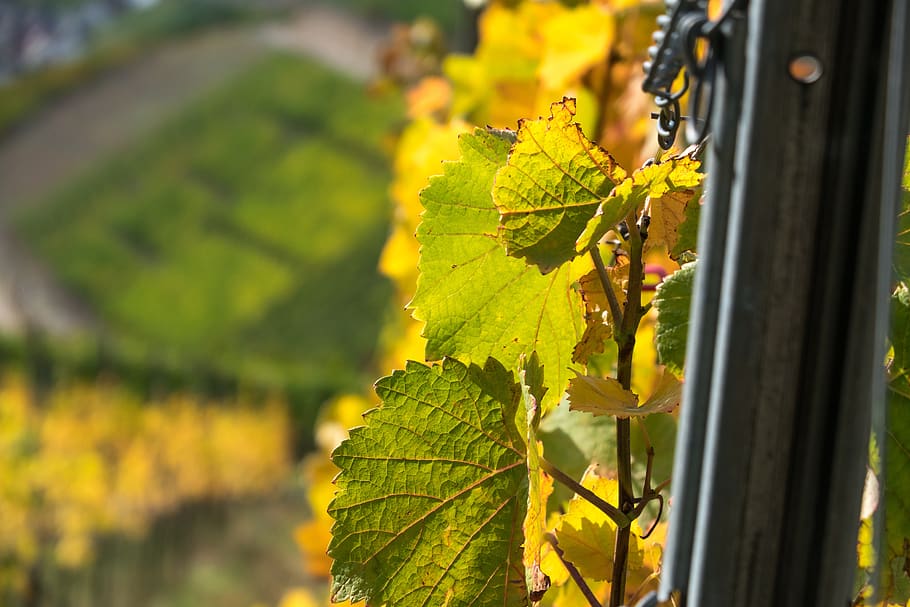 Vine, Leaves, Wine, Rebstock, Vineyard, Vines, Winegrowing, - Grape - HD Wallpaper 