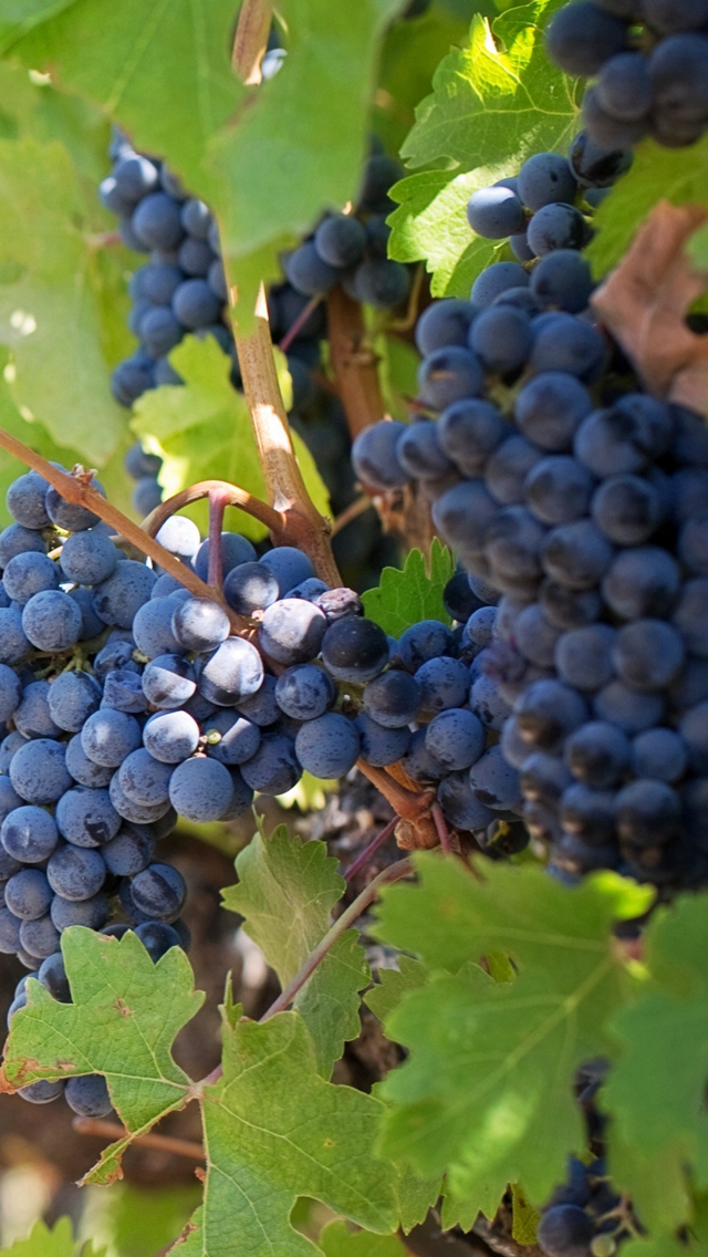 Grapes On The Vine - HD Wallpaper 