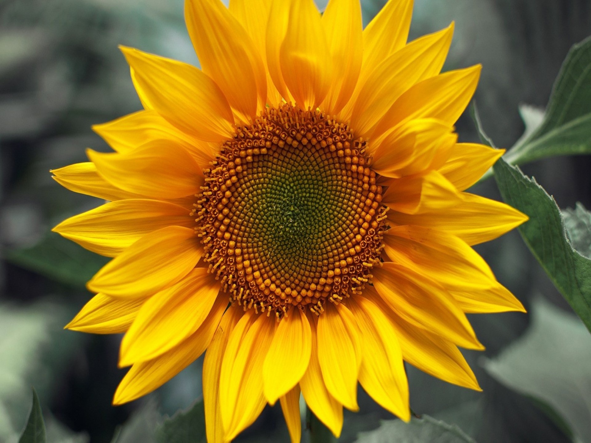 Sunflower Flower Images Hd - HD Wallpaper 